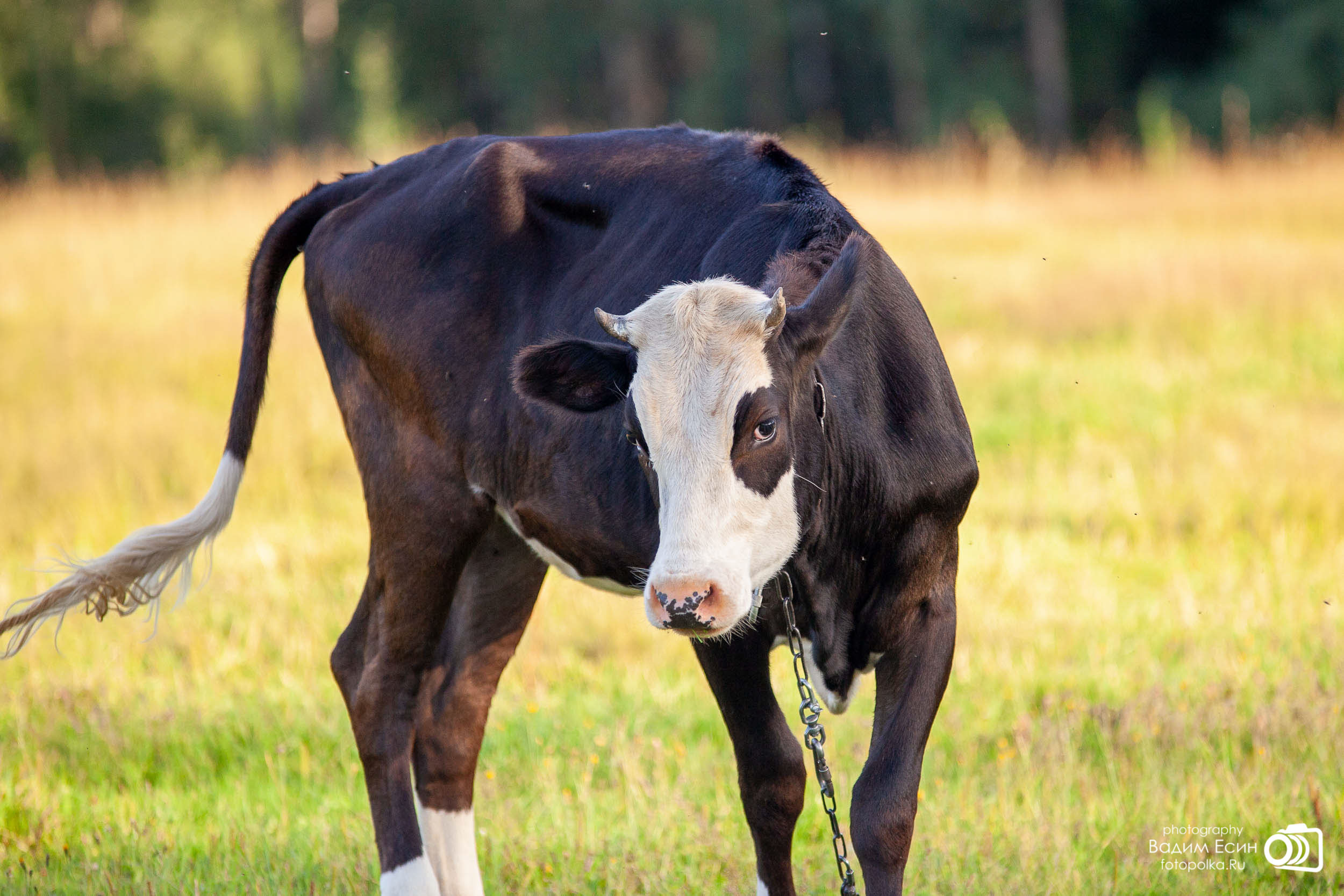 Конный клуб «20-й километр»