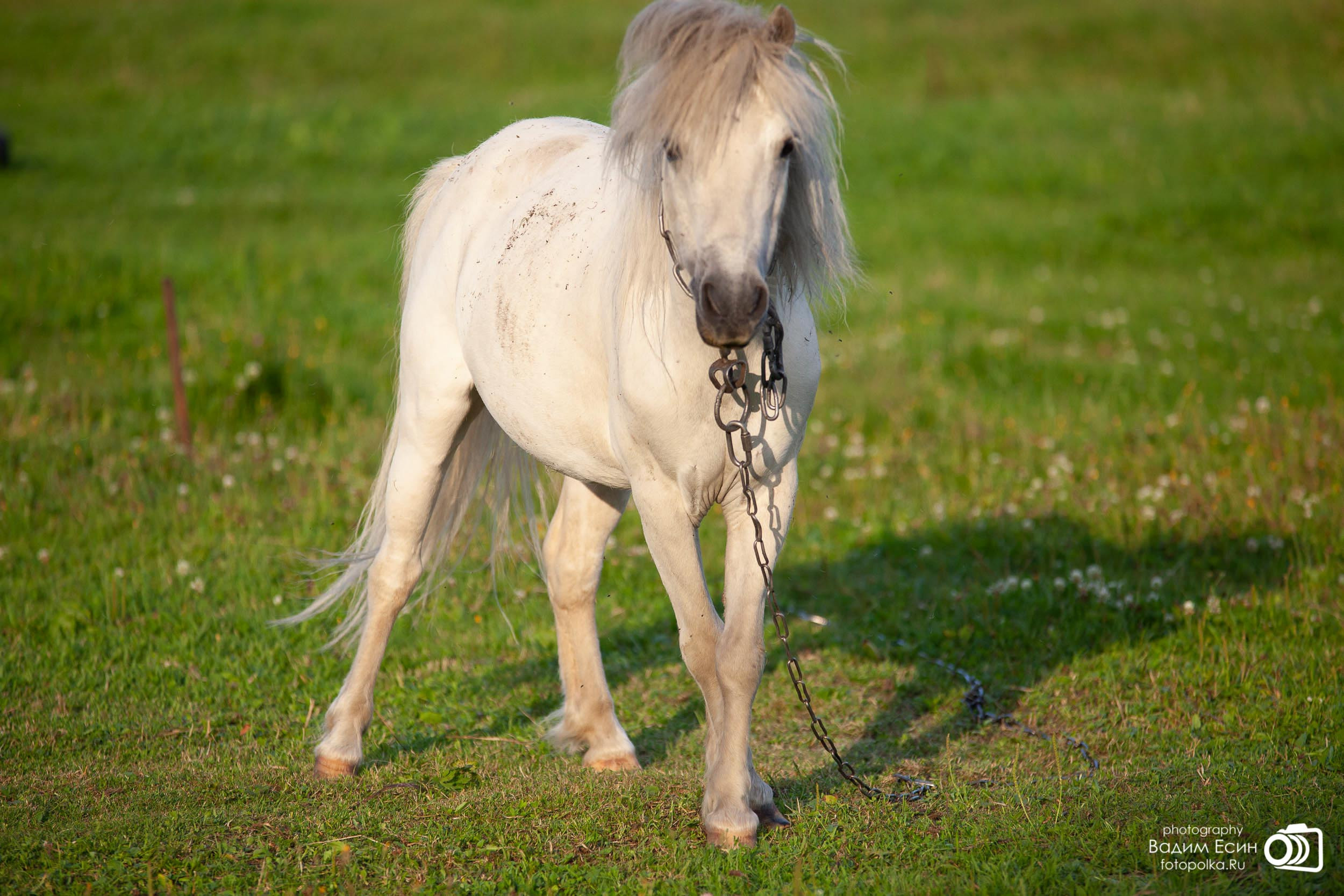 Конный клуб «20-й километр»