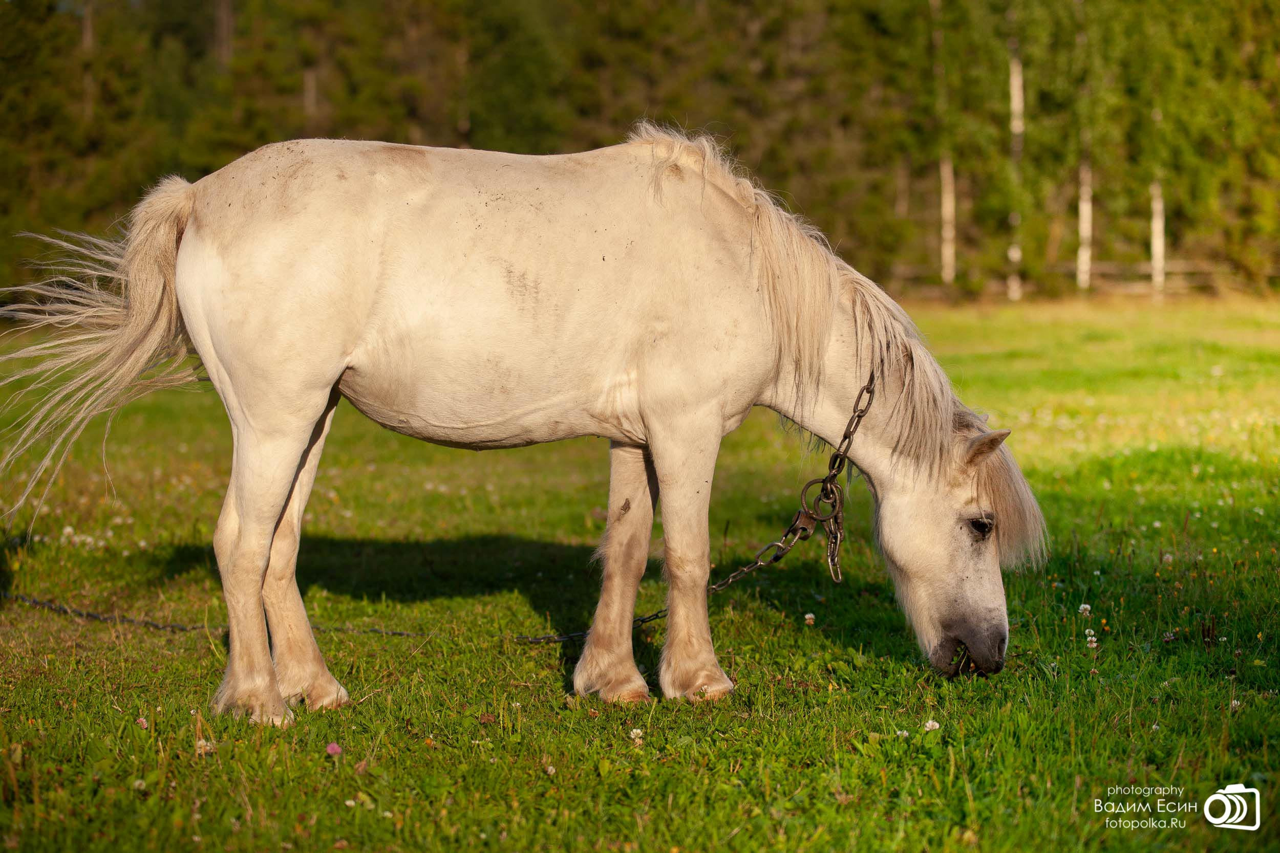 Конный клуб «20-й километр»