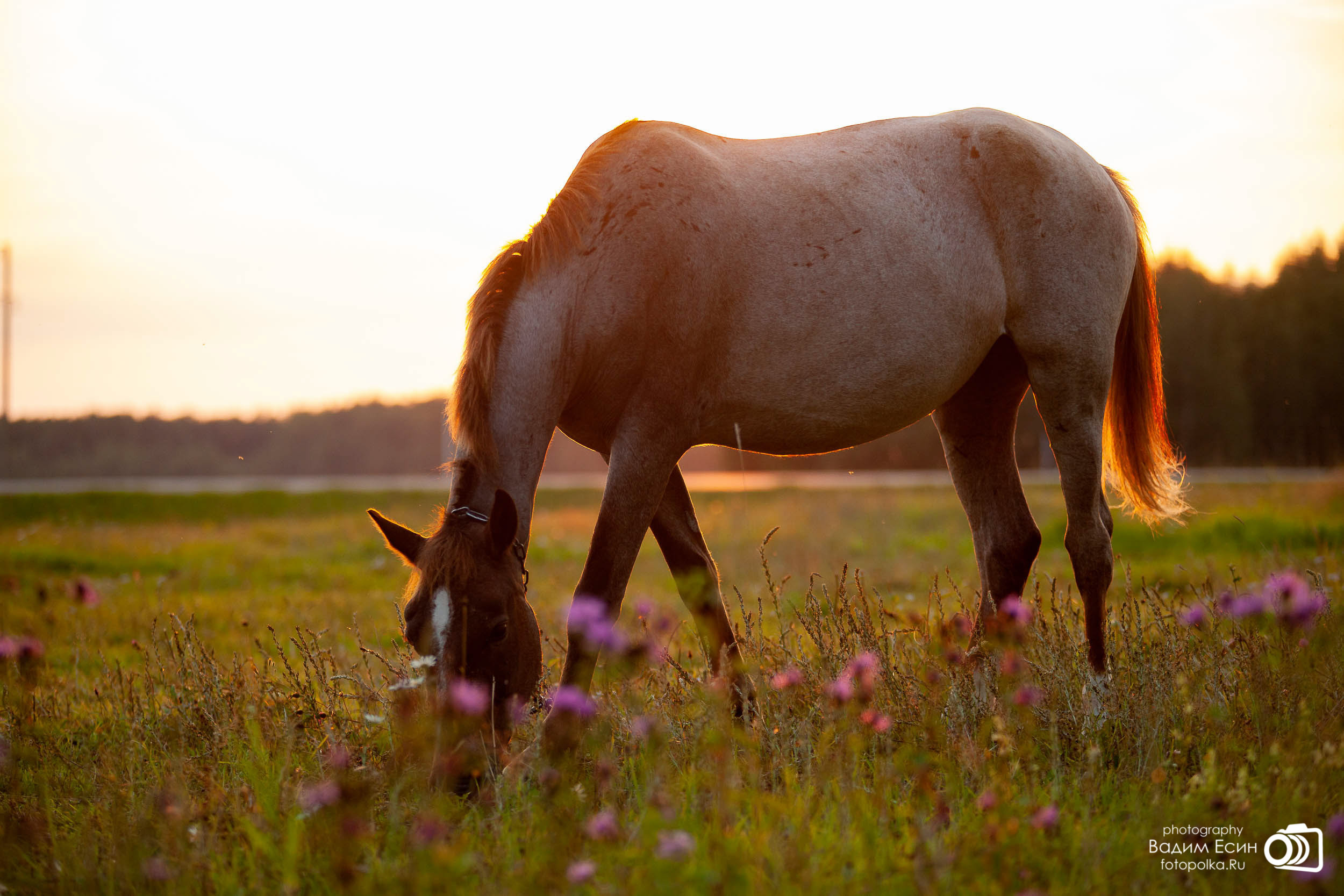 Конный клуб «20-й километр»