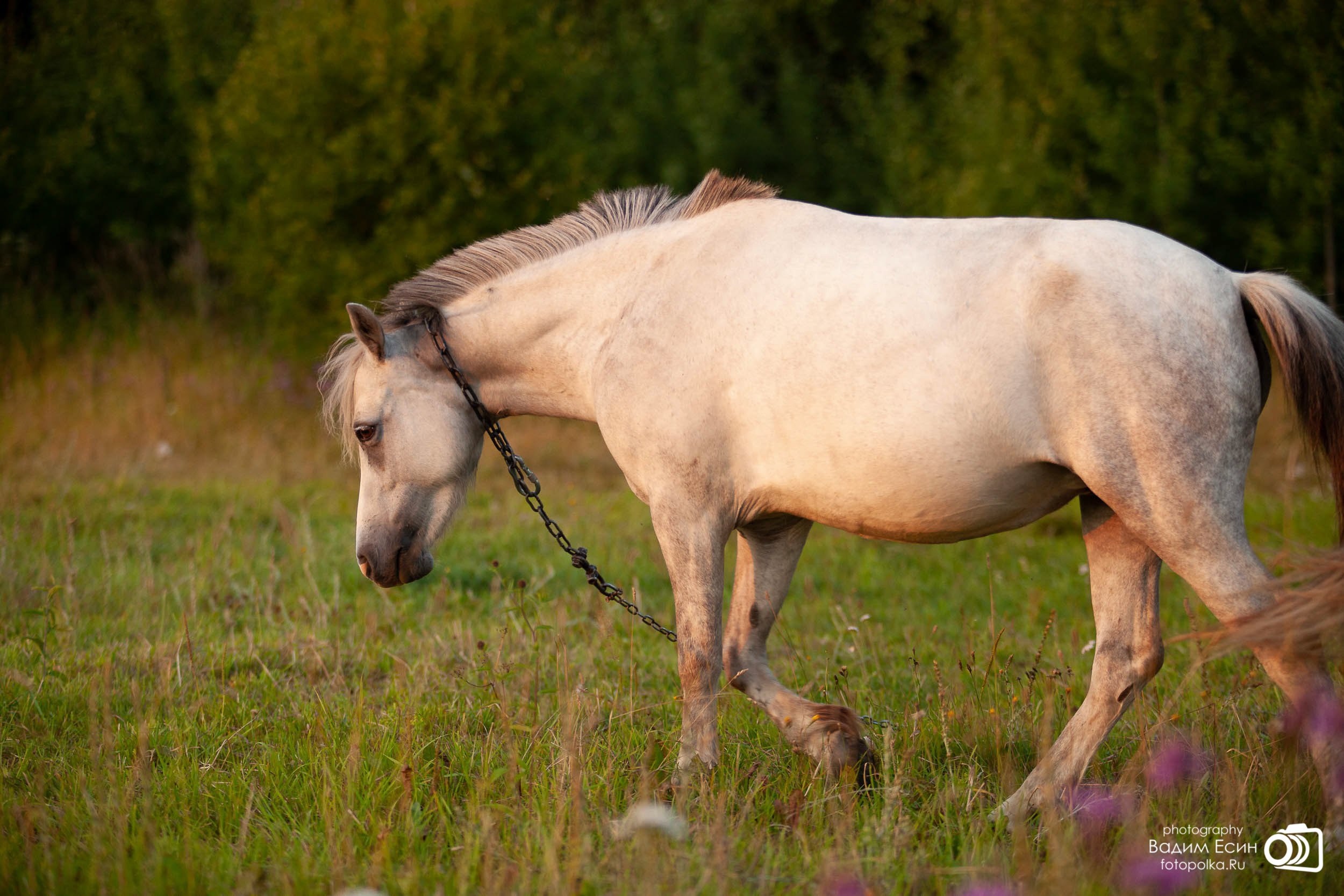 Конный клуб «20-й километр»