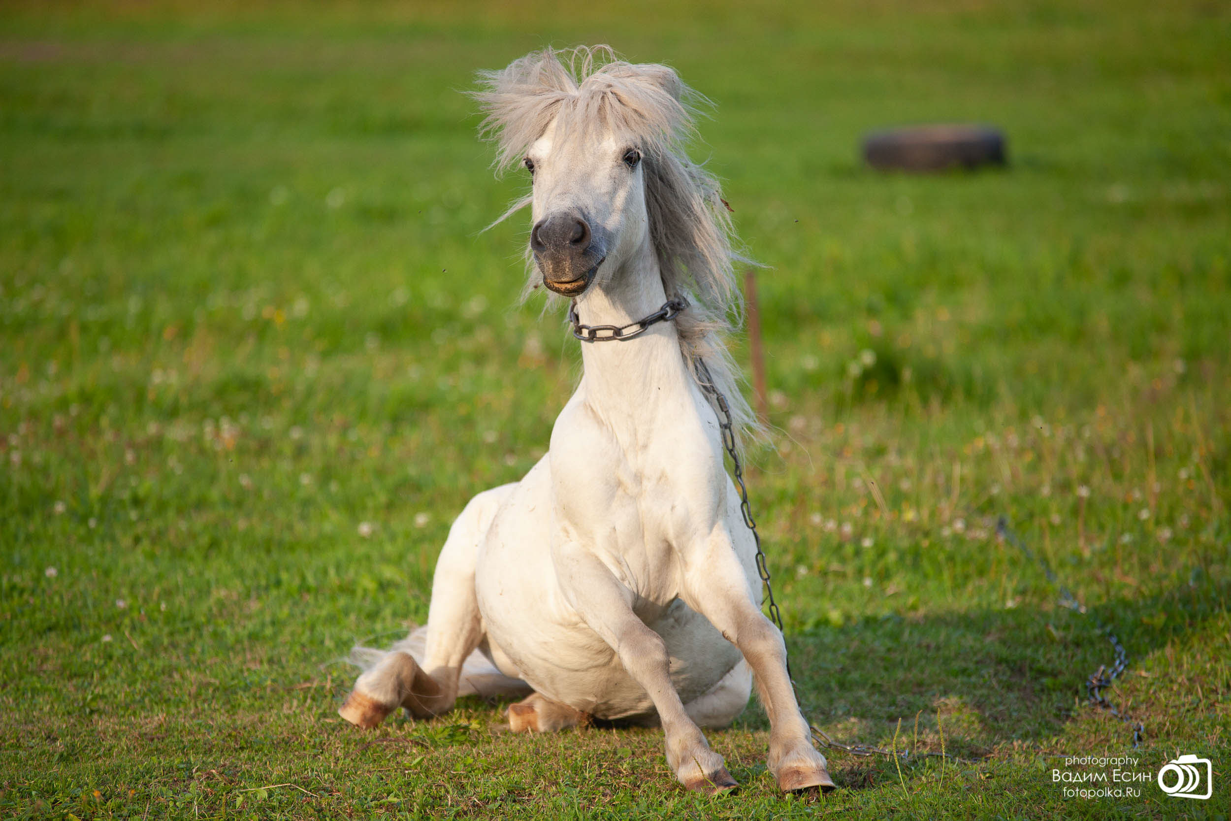 Конный клуб «20-й километр»