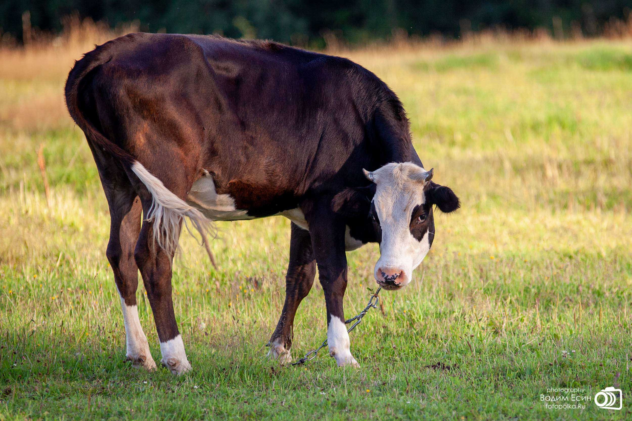 Конный клуб «20-й километр»