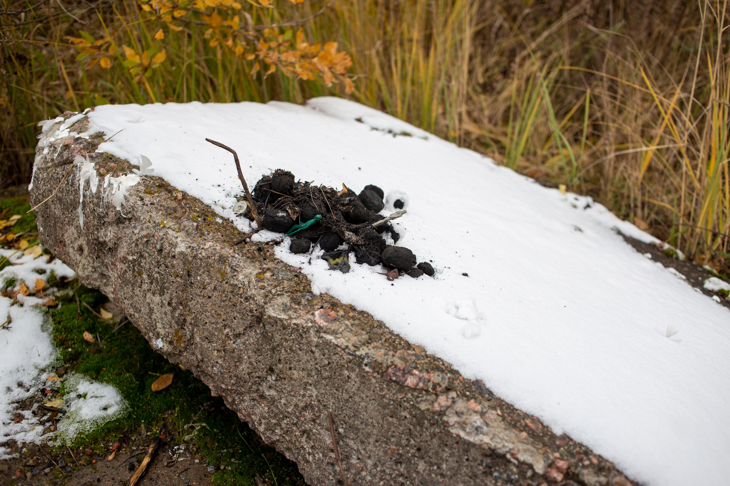 Сумерки речи. Михаил Курганов