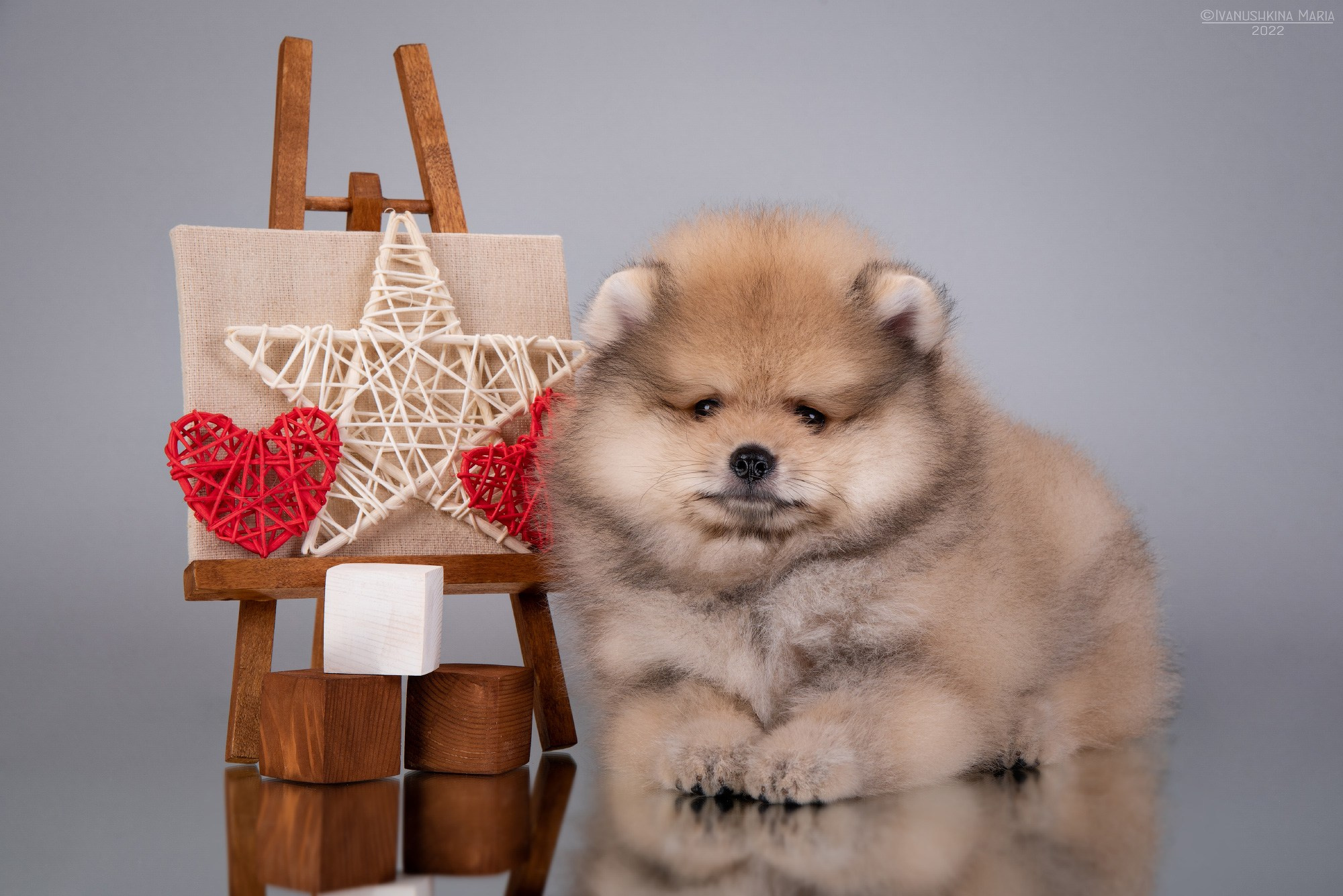 Фотосессия щенков на фонах. Фотограф собак в Москве и Московской области Иванушкина Мария
