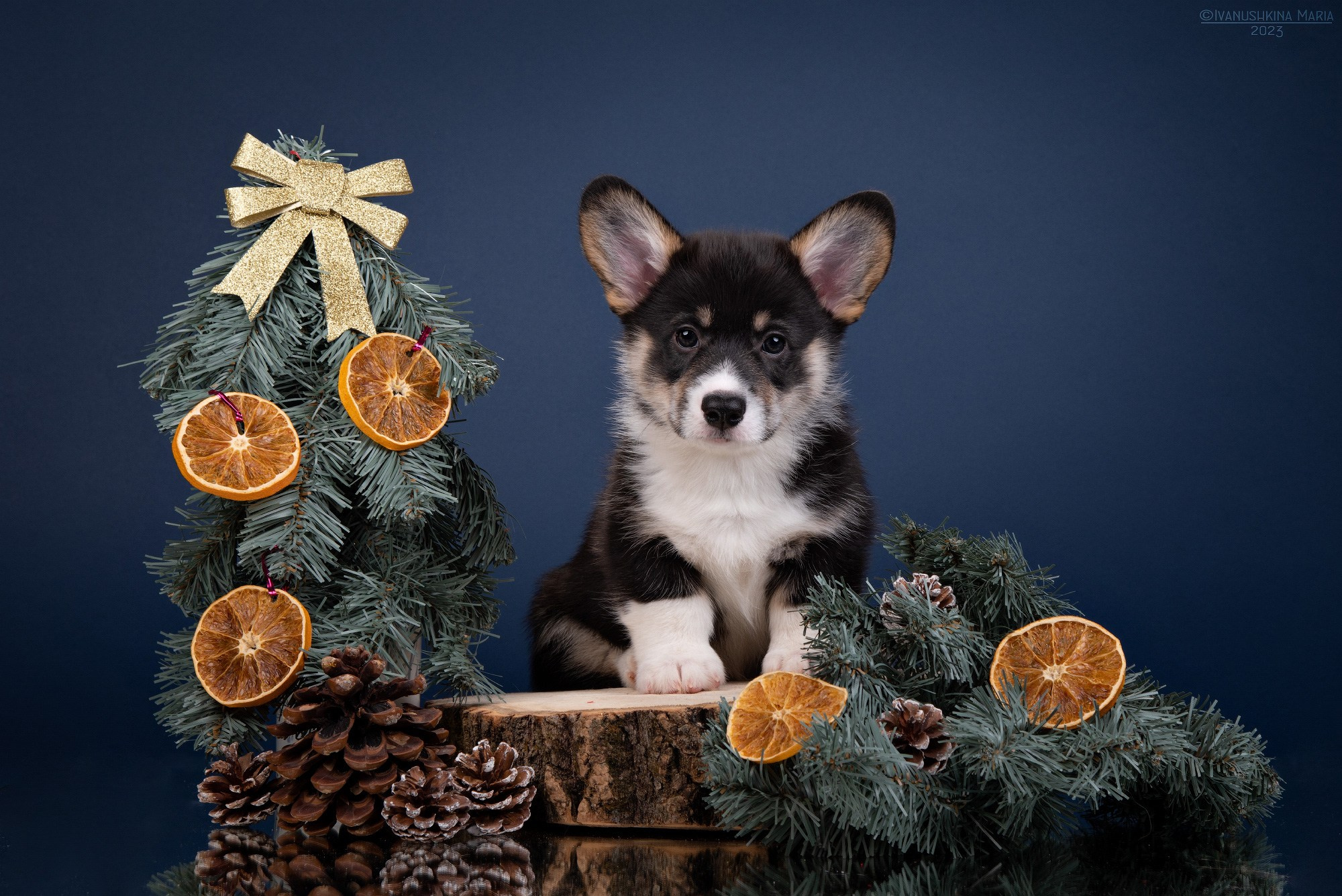 Фотосессия щенков на фонах. Фотограф собак в Москве и Московской области Иванушкина Мария
