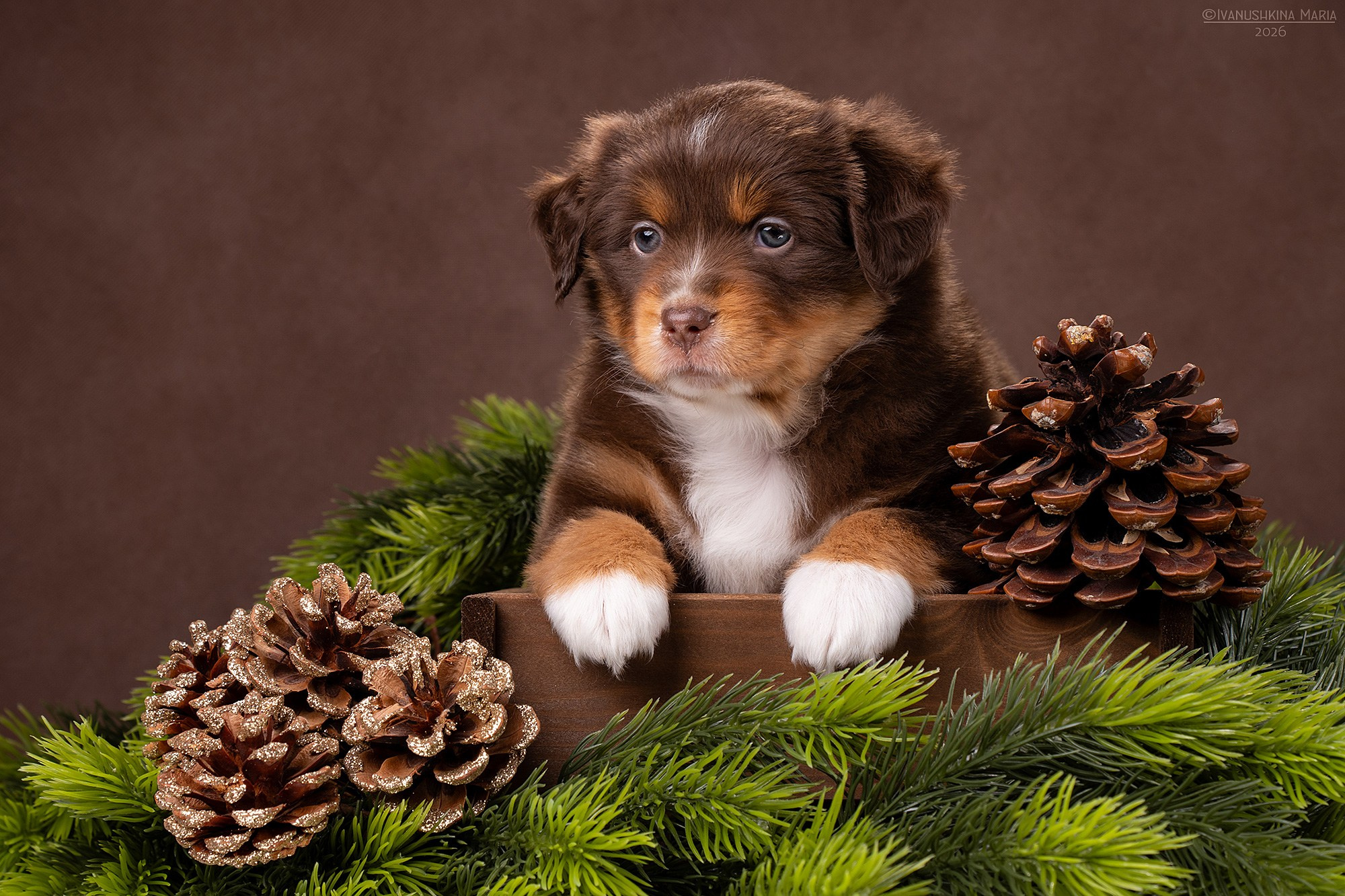 Фотосессия щенков на фонах. Фотограф собак в Москве и Московской области Иванушкина Мария