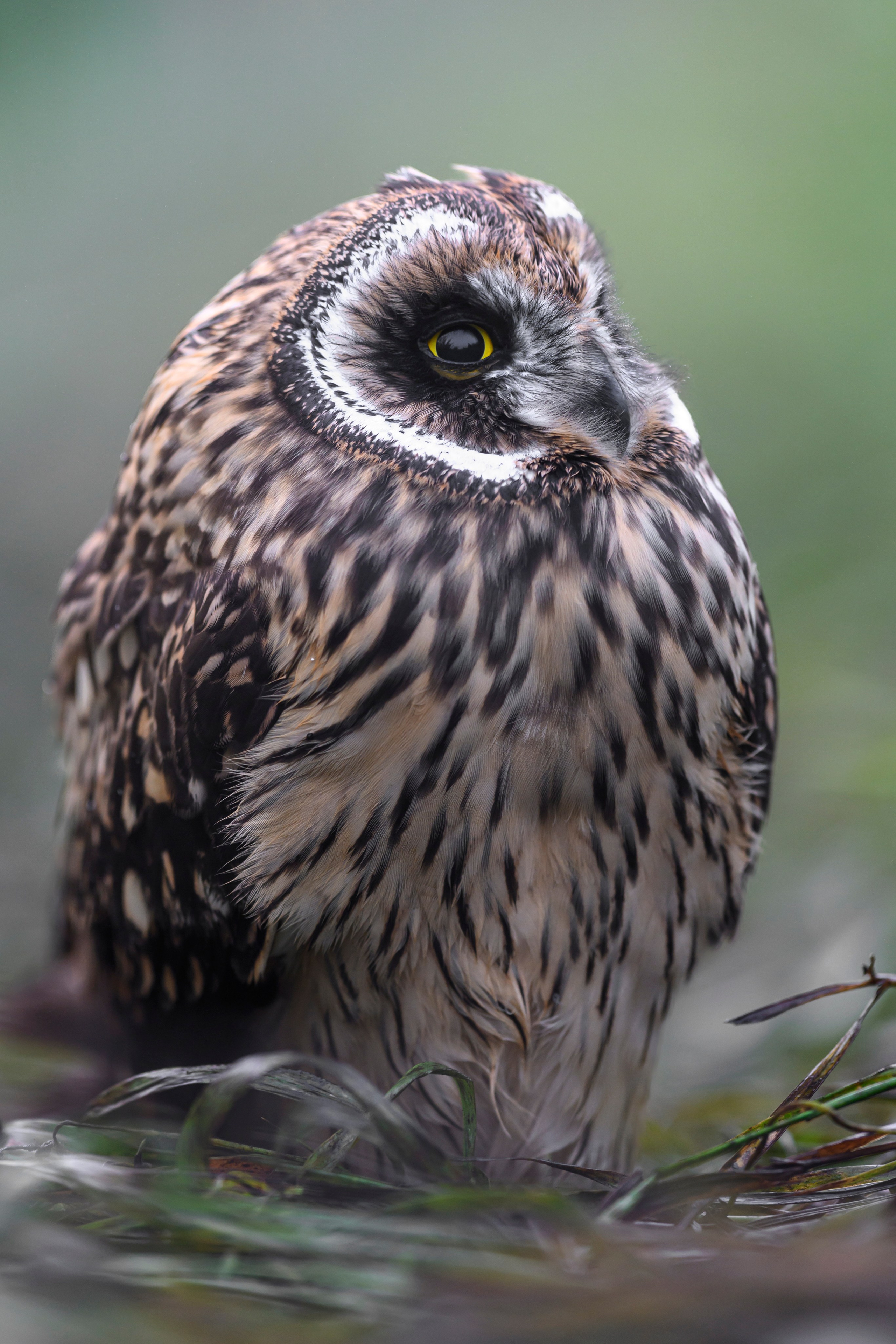 Храбрый совенок | Brave owlet. Фотограф Сергей Пупонин