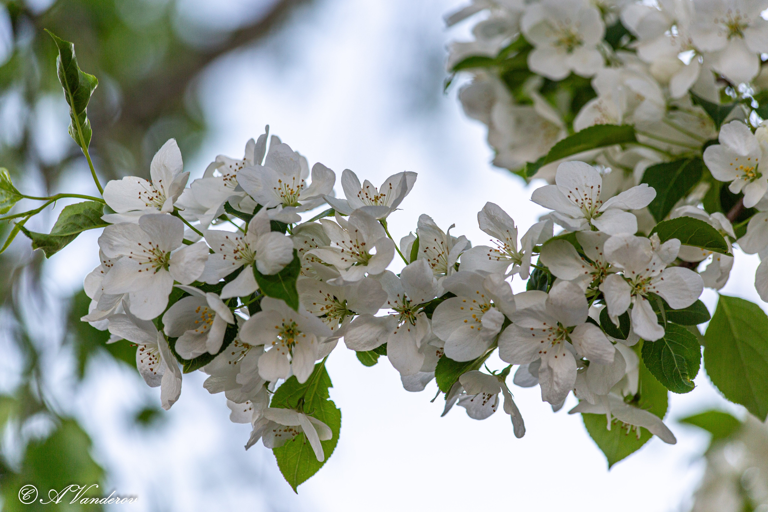 Прогулка 22.05.2024. Фотограф Омск | Александр Вандеров