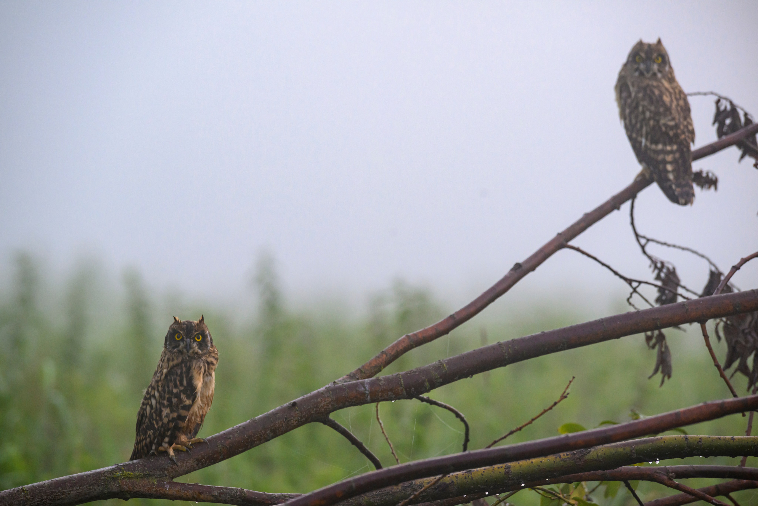 Утро с совятами. Morning with Owlets. Фотограф Сергей Пупонин
