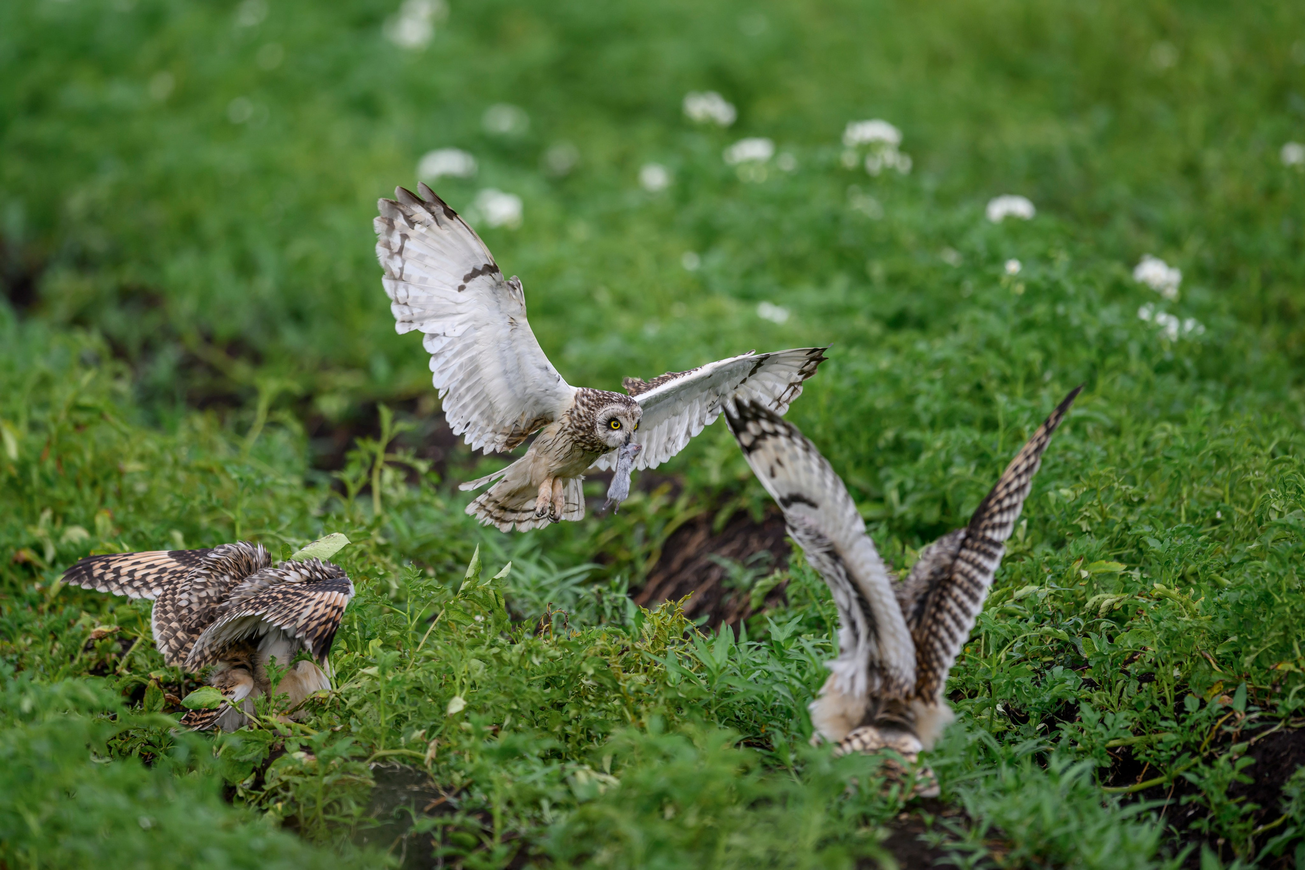 Совята учатся летать. Owlets learn to fly. Фотограф Сергей Пупонин