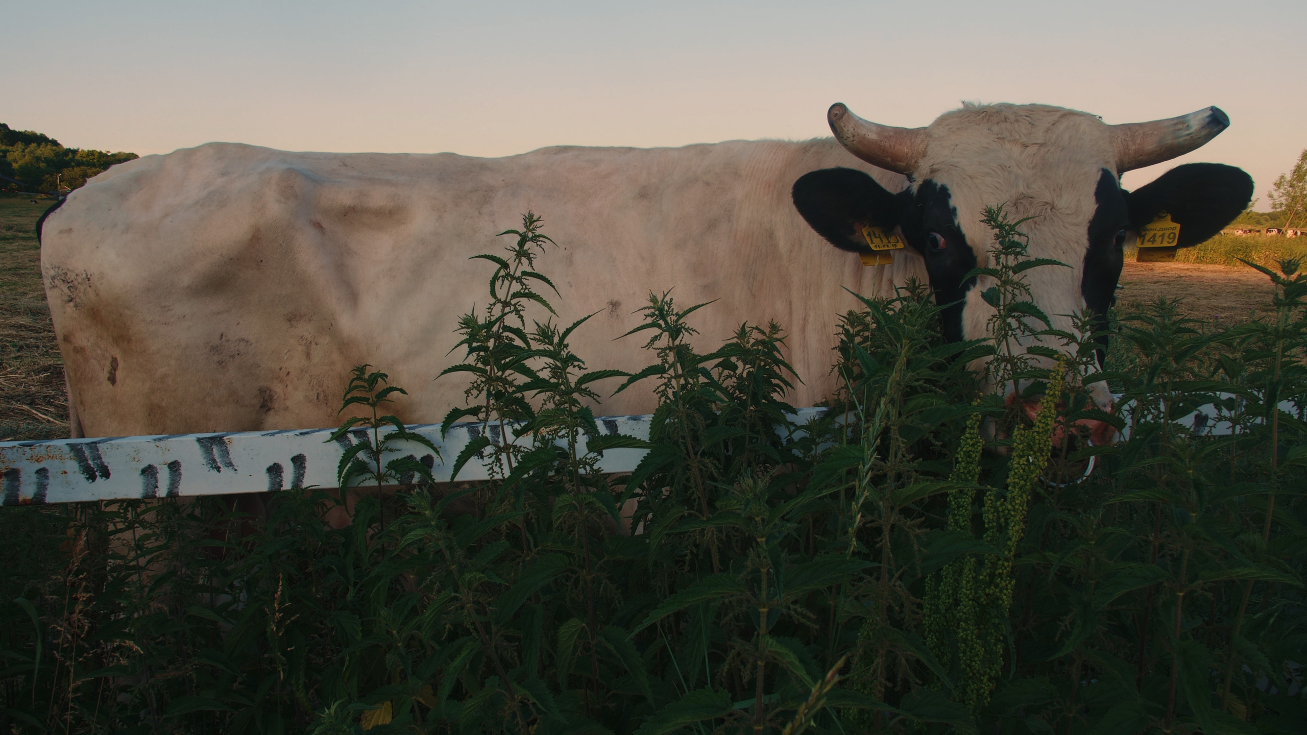 Док. кино. Оператор-постановщик и фотограф Филипп Угланов