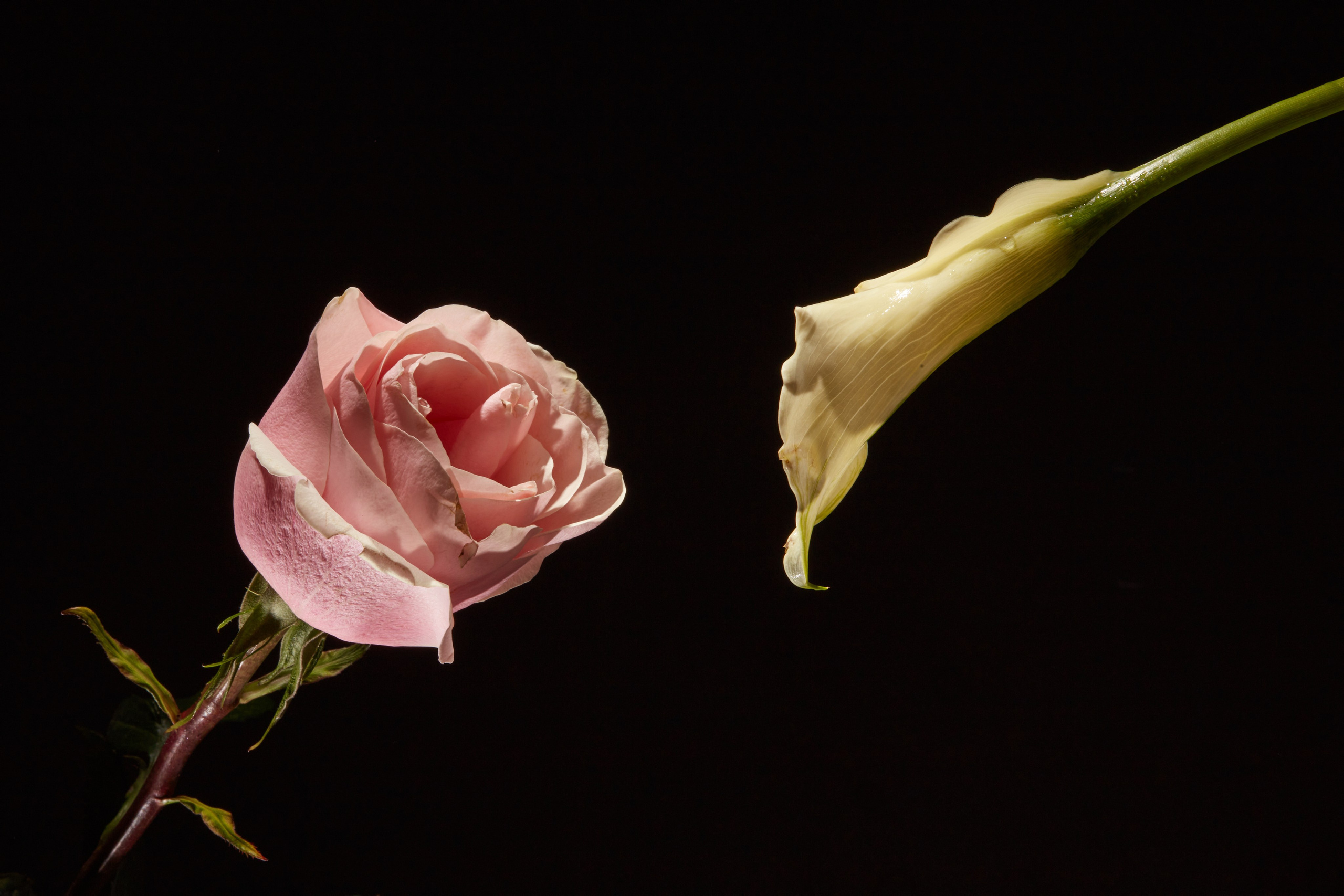 HEYDAY. Daria Blinova