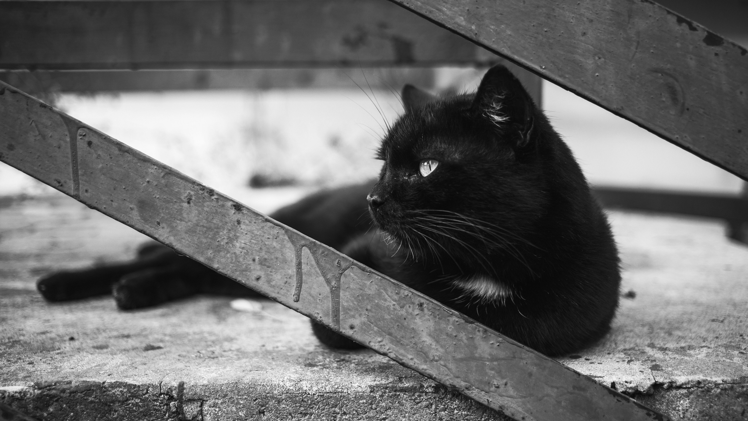 Улицы Люди на улицах Природа Животные — фотограф Оля Волчкова