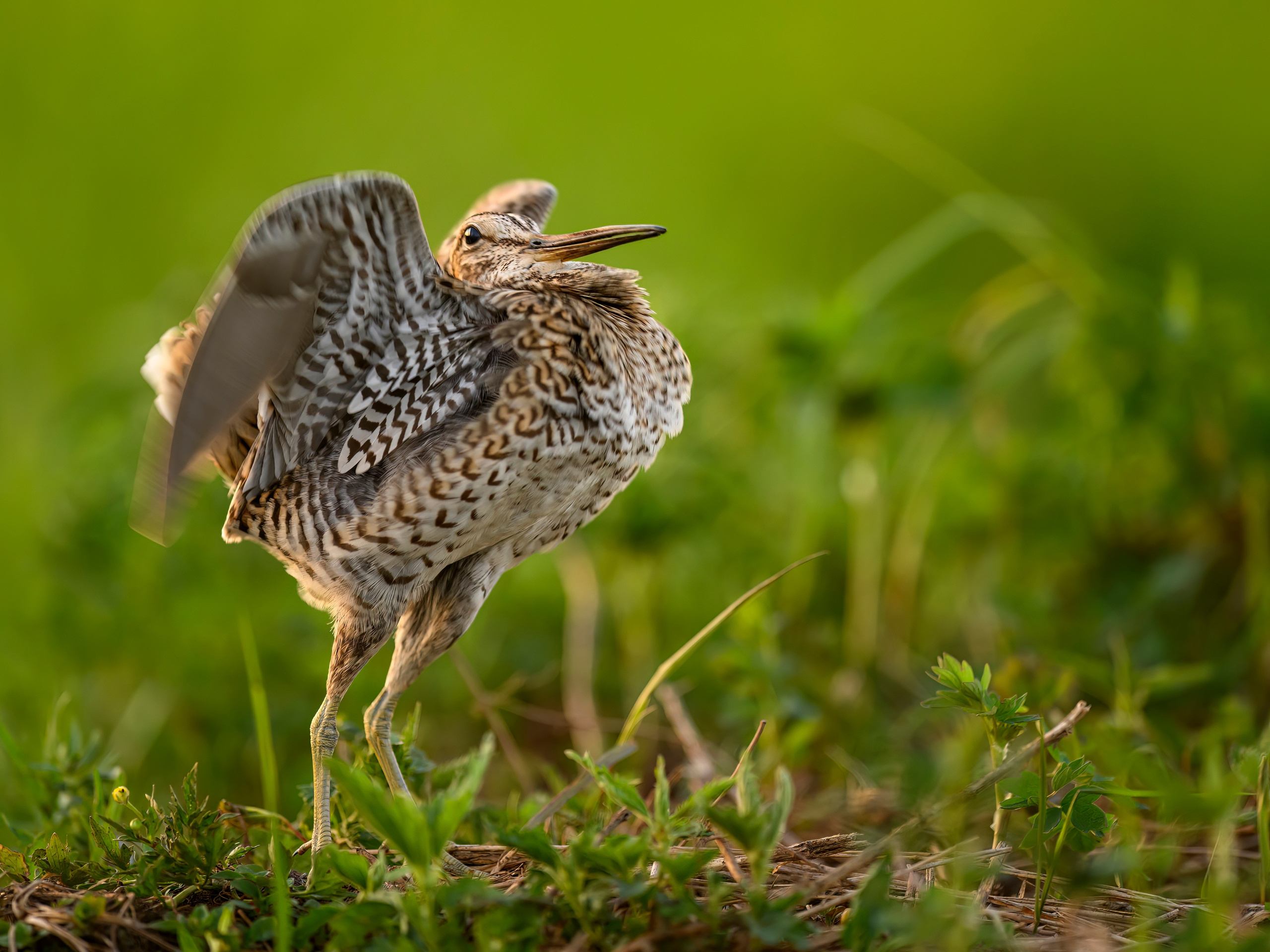 Дупелиный ток: настоящие гусары!. Фотограф Сергей Пупонин