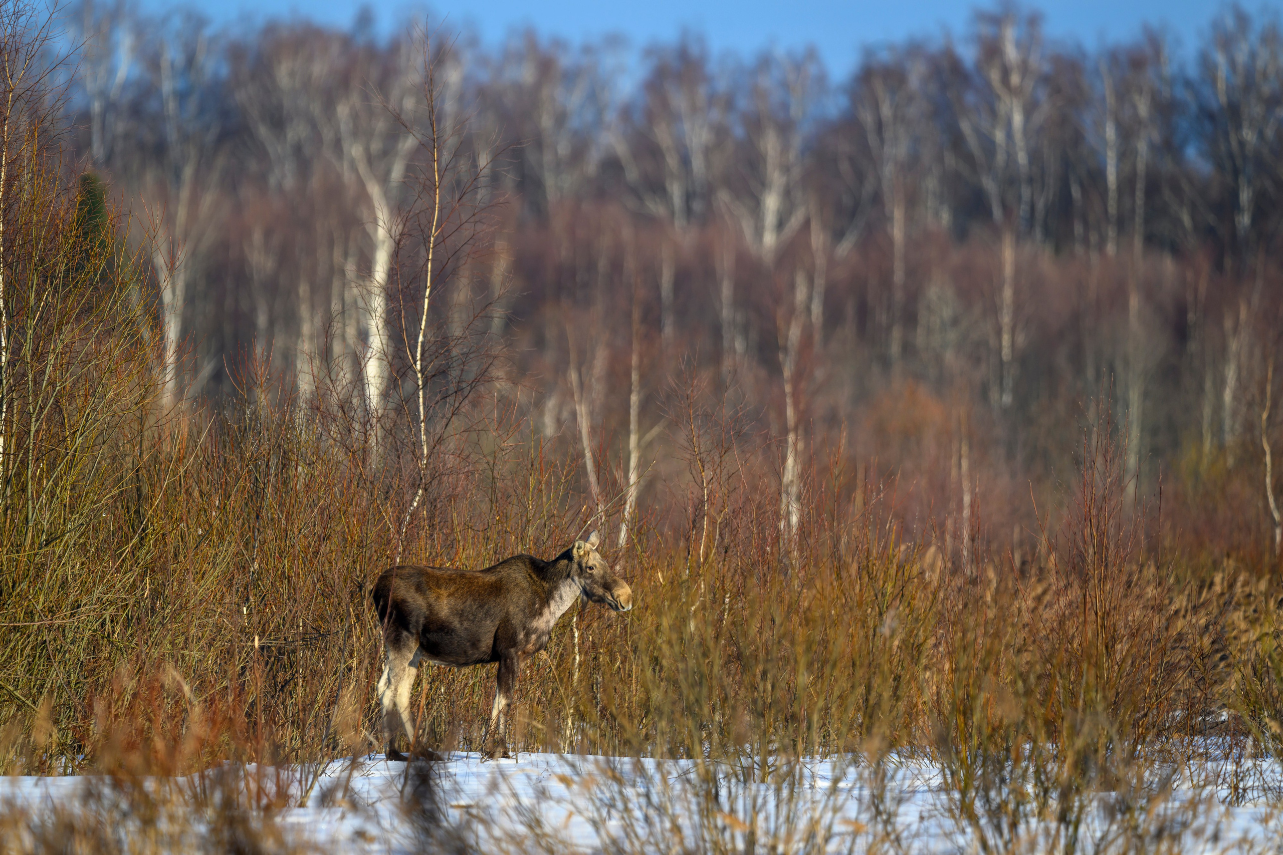 Лоси и куропатки. Фотограф Сергей Пупонин
