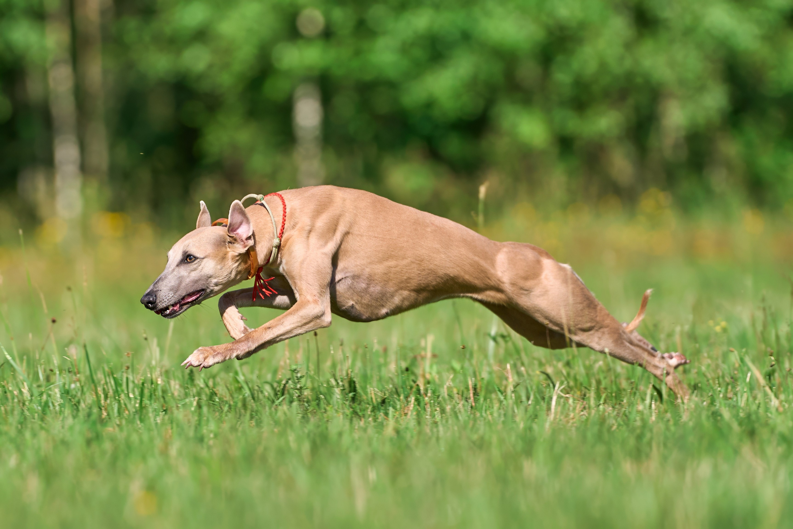 Тренировка по курсингу в Донино. Фотограф-анималист Михаил Манухин