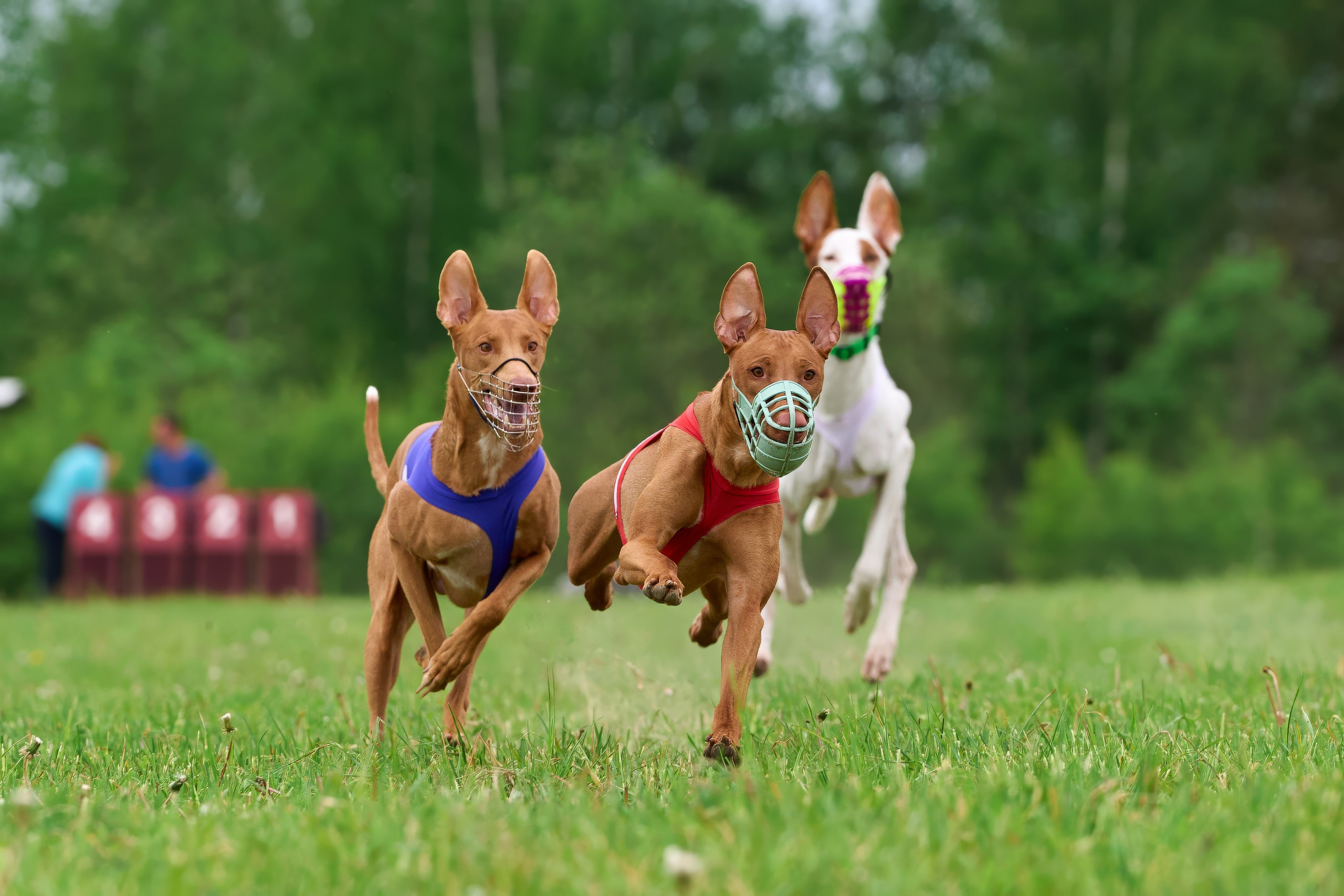 Квалификация по рейсингу. РАЛББ и Курсинг на Ярославке. Фотограф-анималист Михаил Манухин