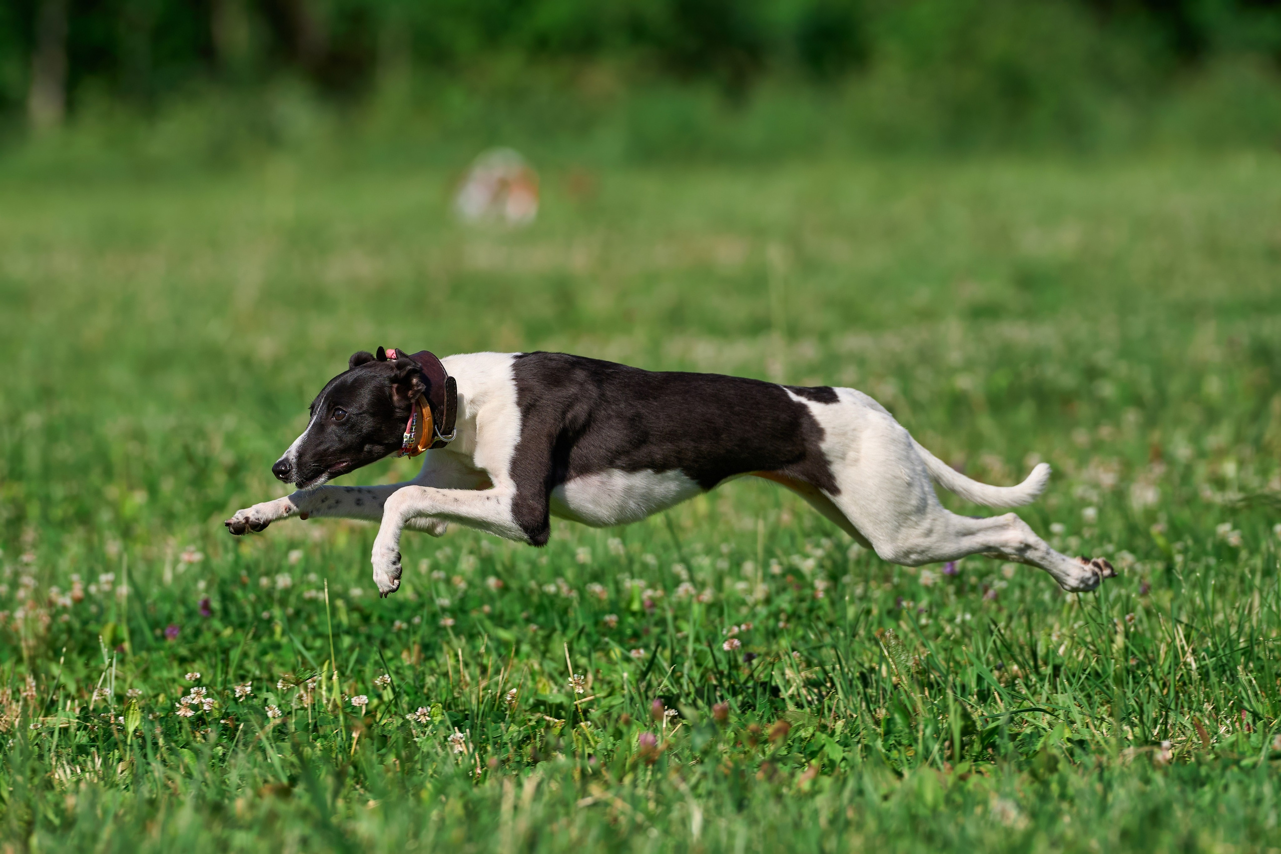 Тренировка по курсингу в Донино. Фотограф-анималист Михаил Манухин
