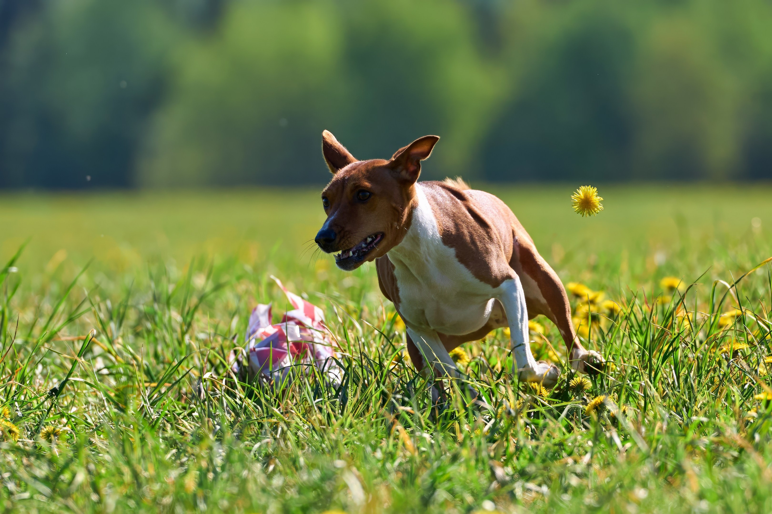 Тренировка по курсингу «на Ярославке». Фотограф-анималист Михаил Манухин