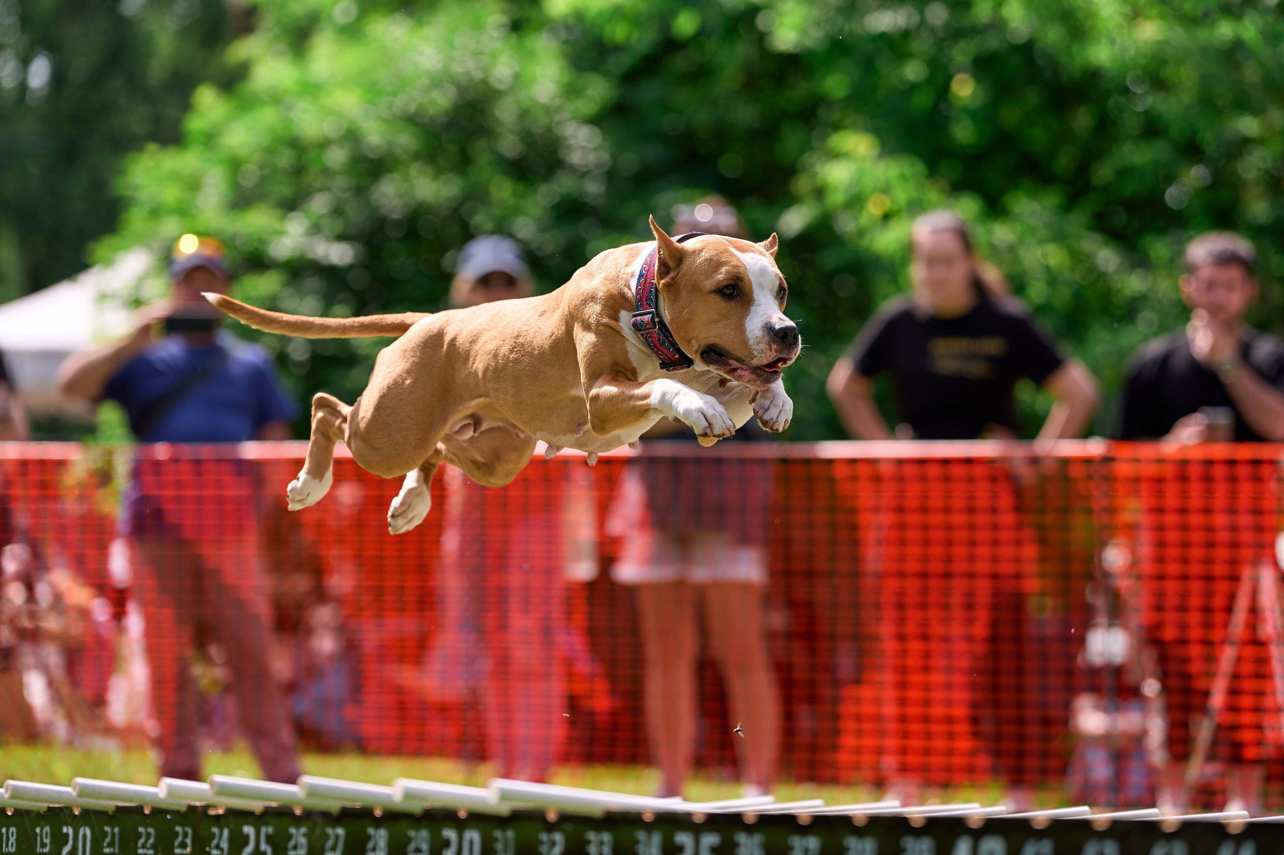 Двухдневные соревнования «Jump'n'Gym Fest — 2024». Фотограф-анималист Михаил Манухин