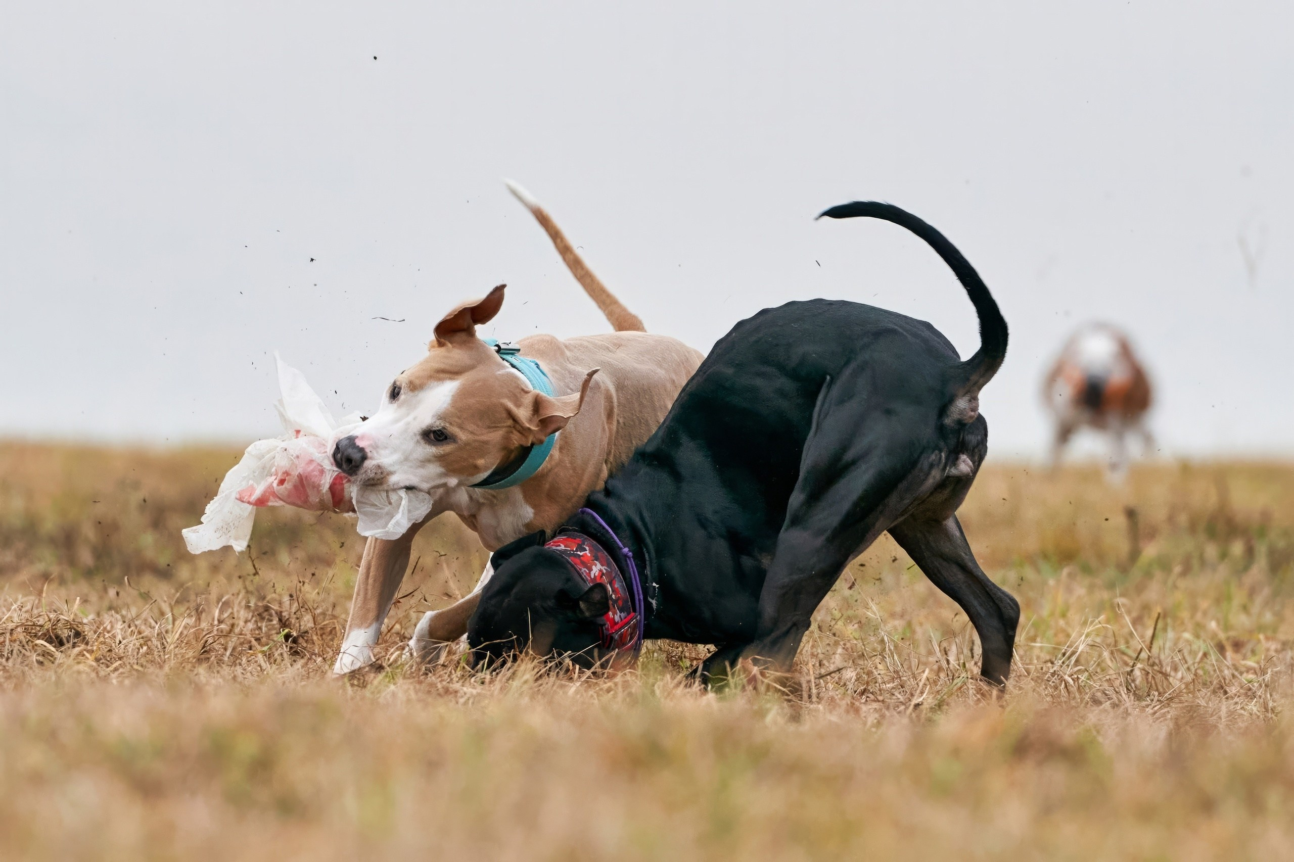 Состязания свор «Тройки». Фотограф-анималист Михаил Манухин