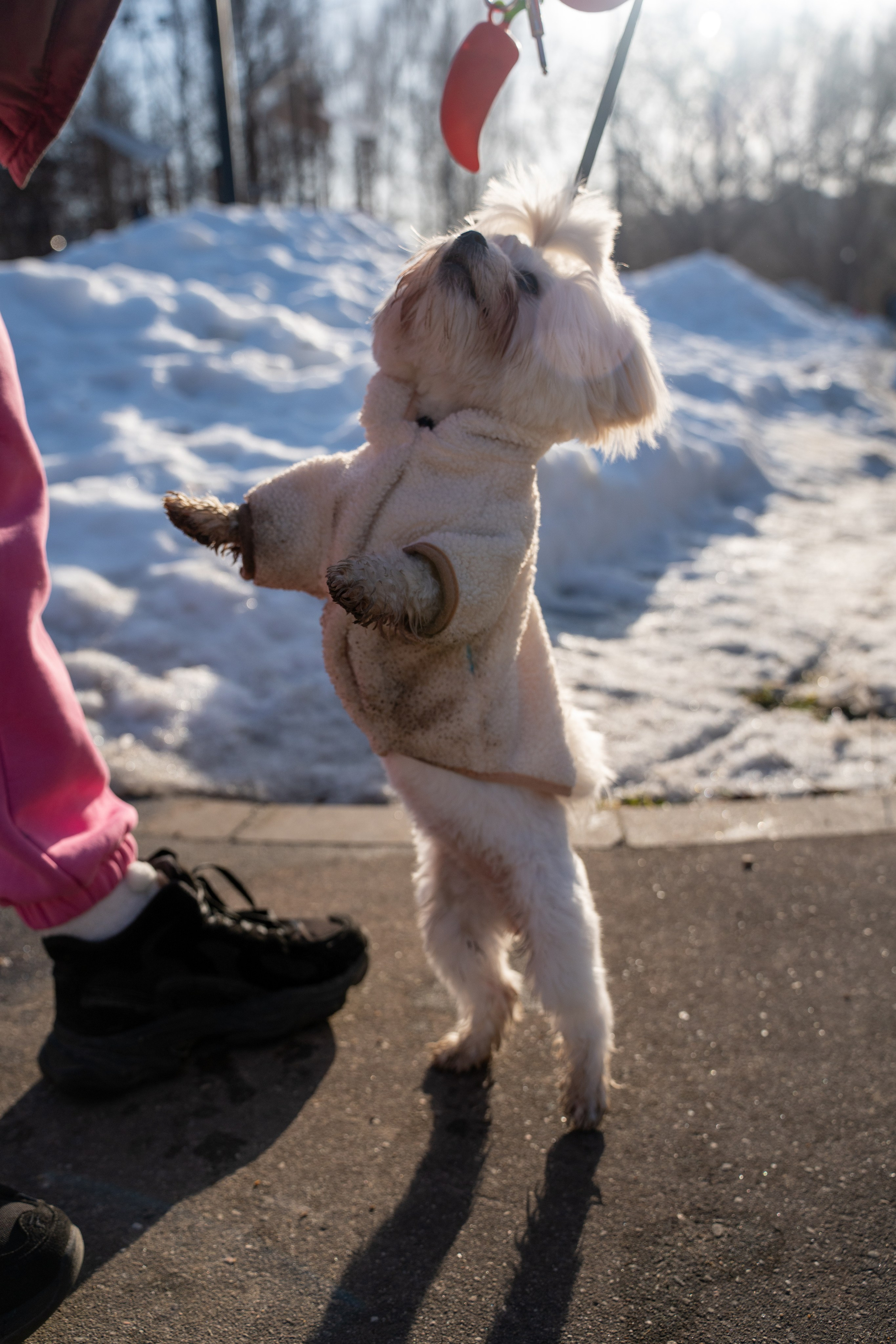 Фотограф Алиса Счастливая | Свадьбы, дети, спорт | Москва