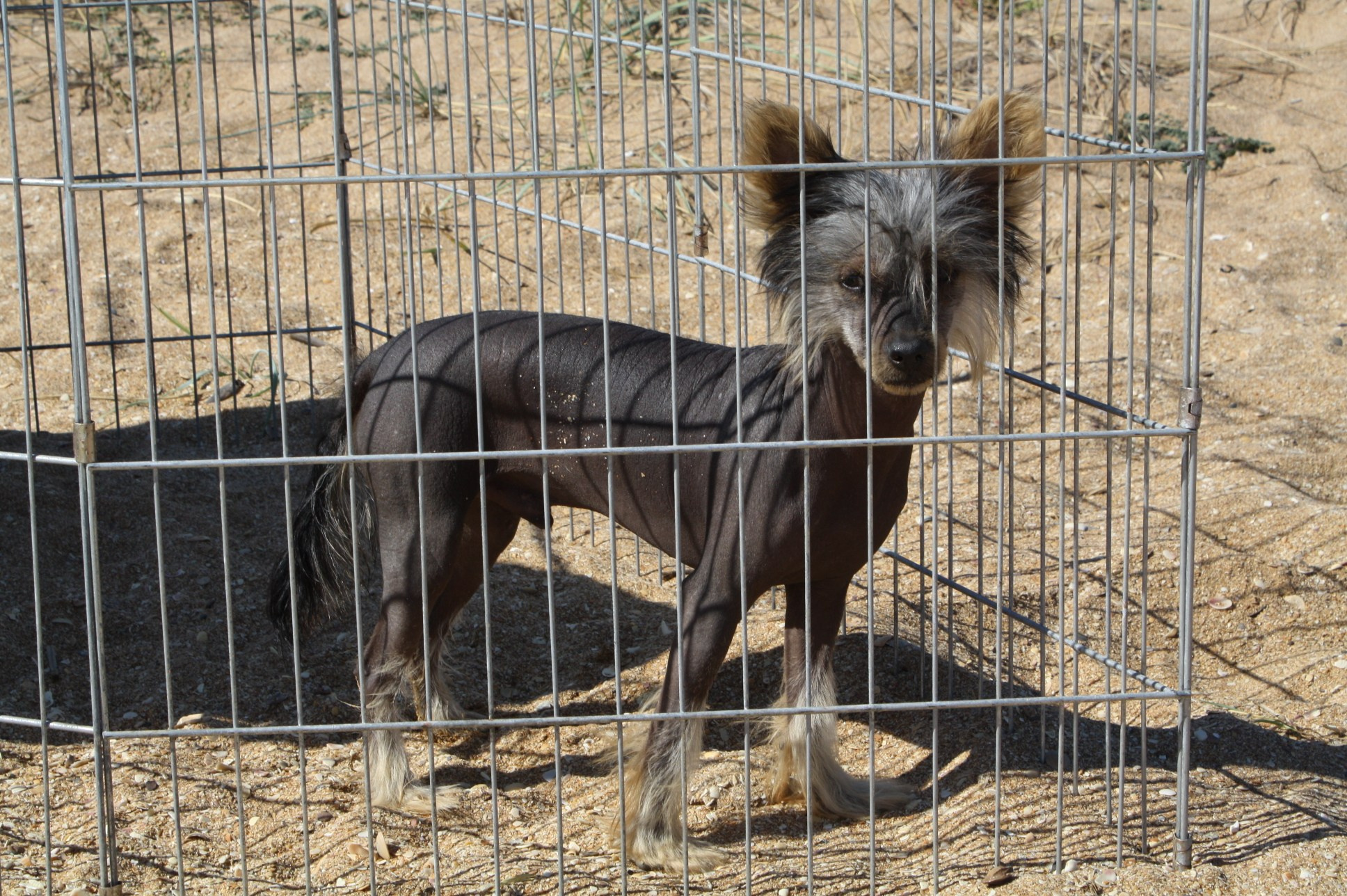 Dolzhanskaya Spit. Chinese Crested Dog Kennel Poale Ell