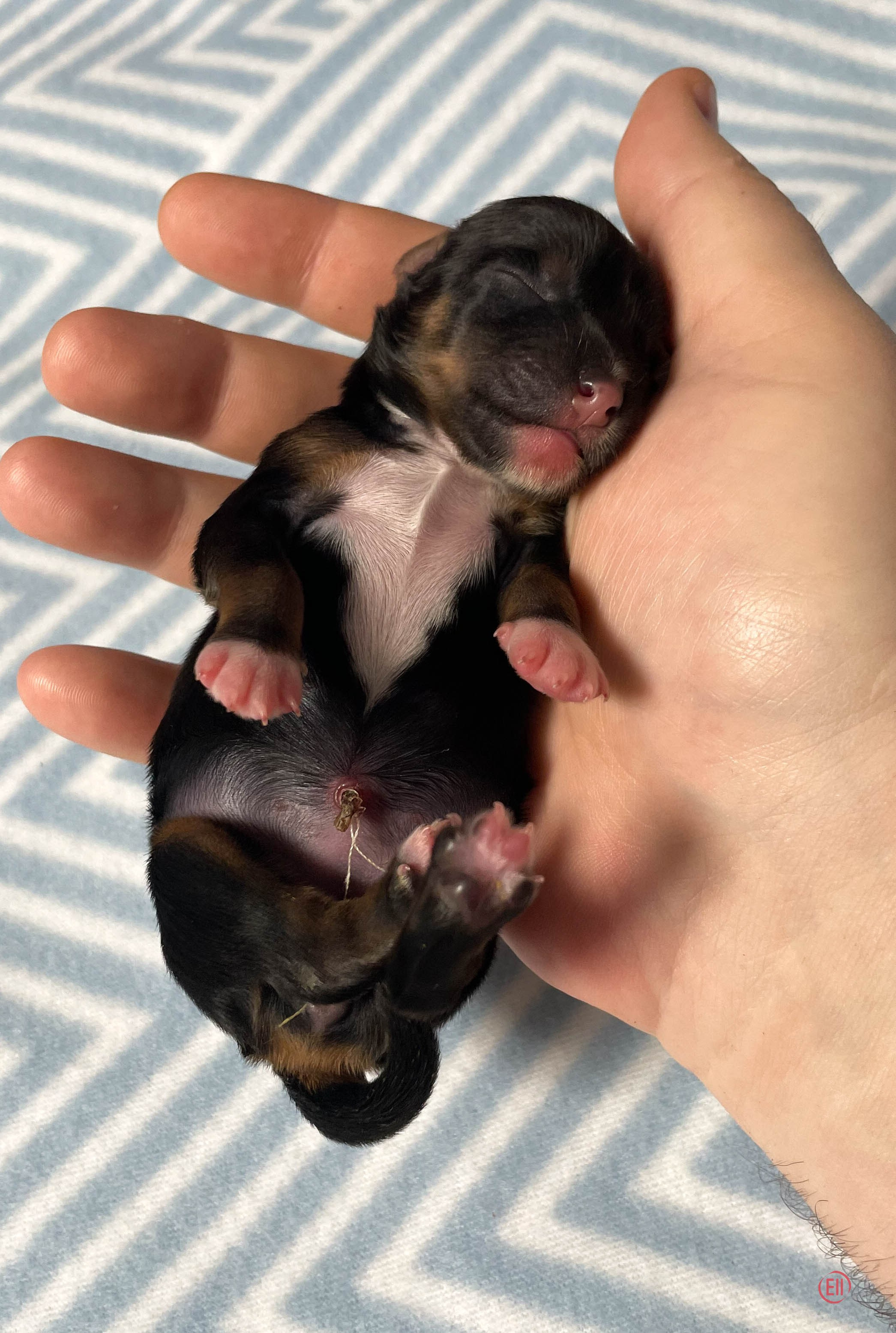 День рождения. Пуховая девочка.