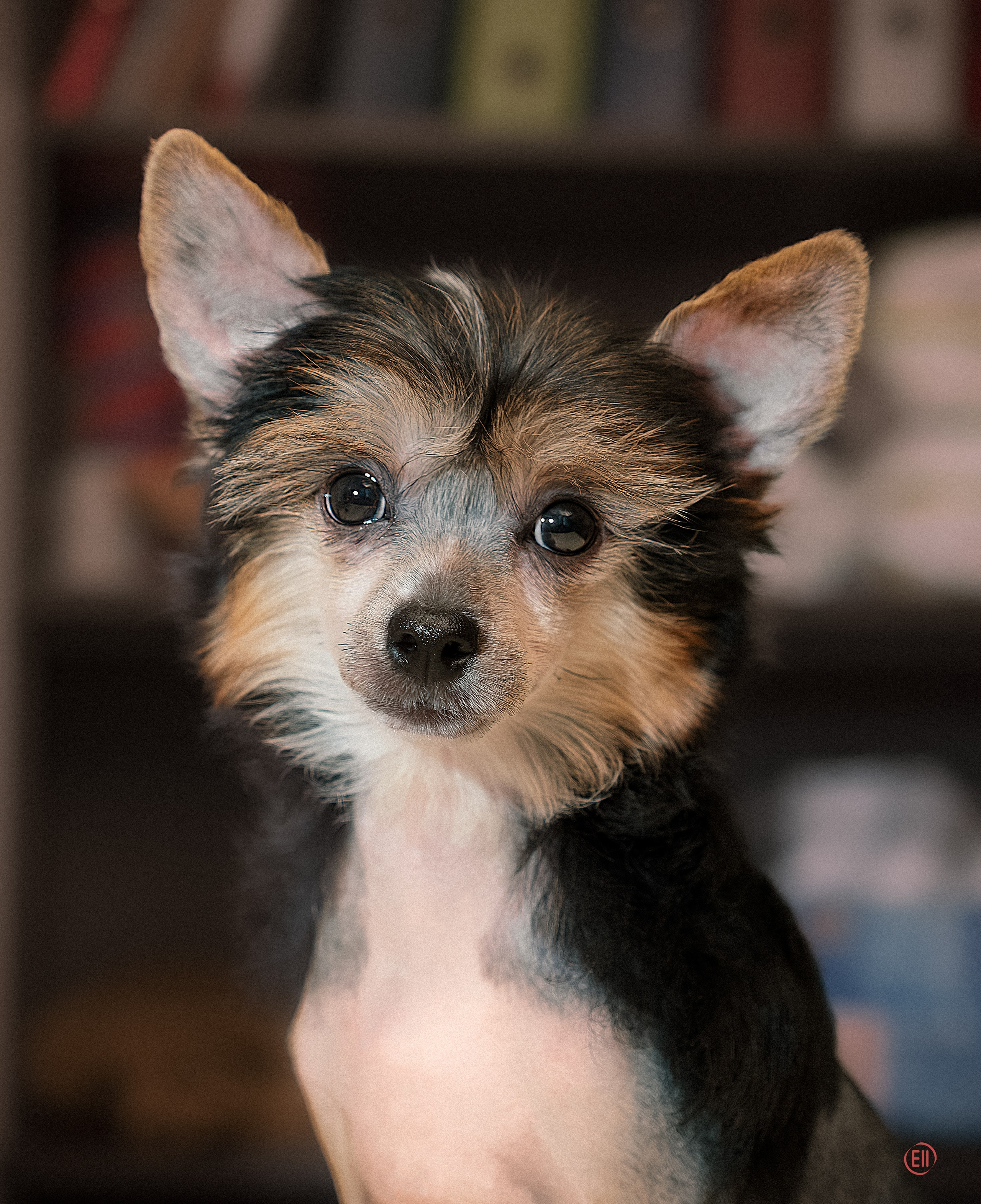 First photo session of the litter “F” of the Laisan Island kennel. Chinese Crested Dog Kennel Poale Ell