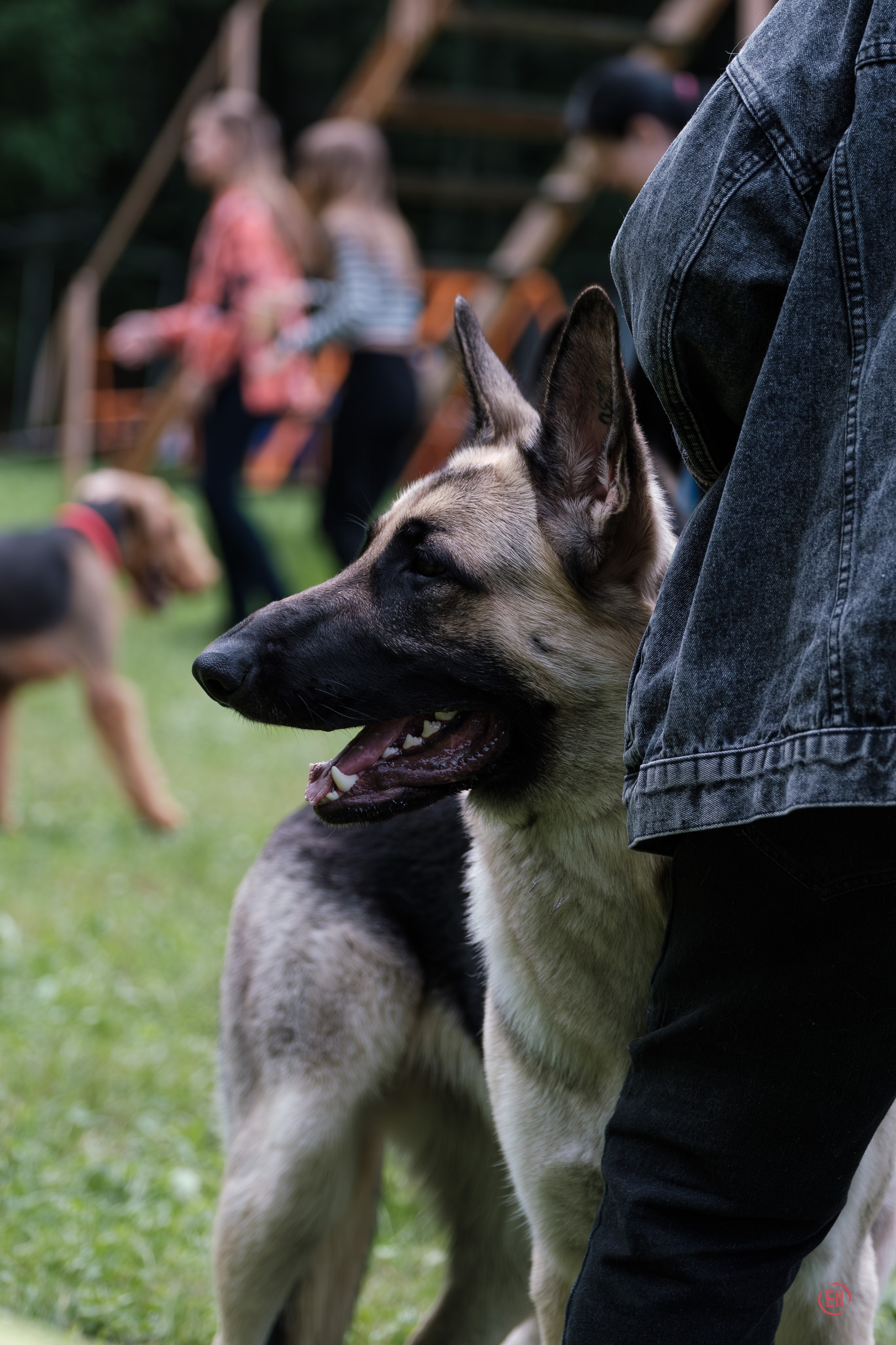 Moscow, MOO “Globus Plus”, SAS ChF rank exhibition. Chinese Crested Dog Kennel Poale Ell
