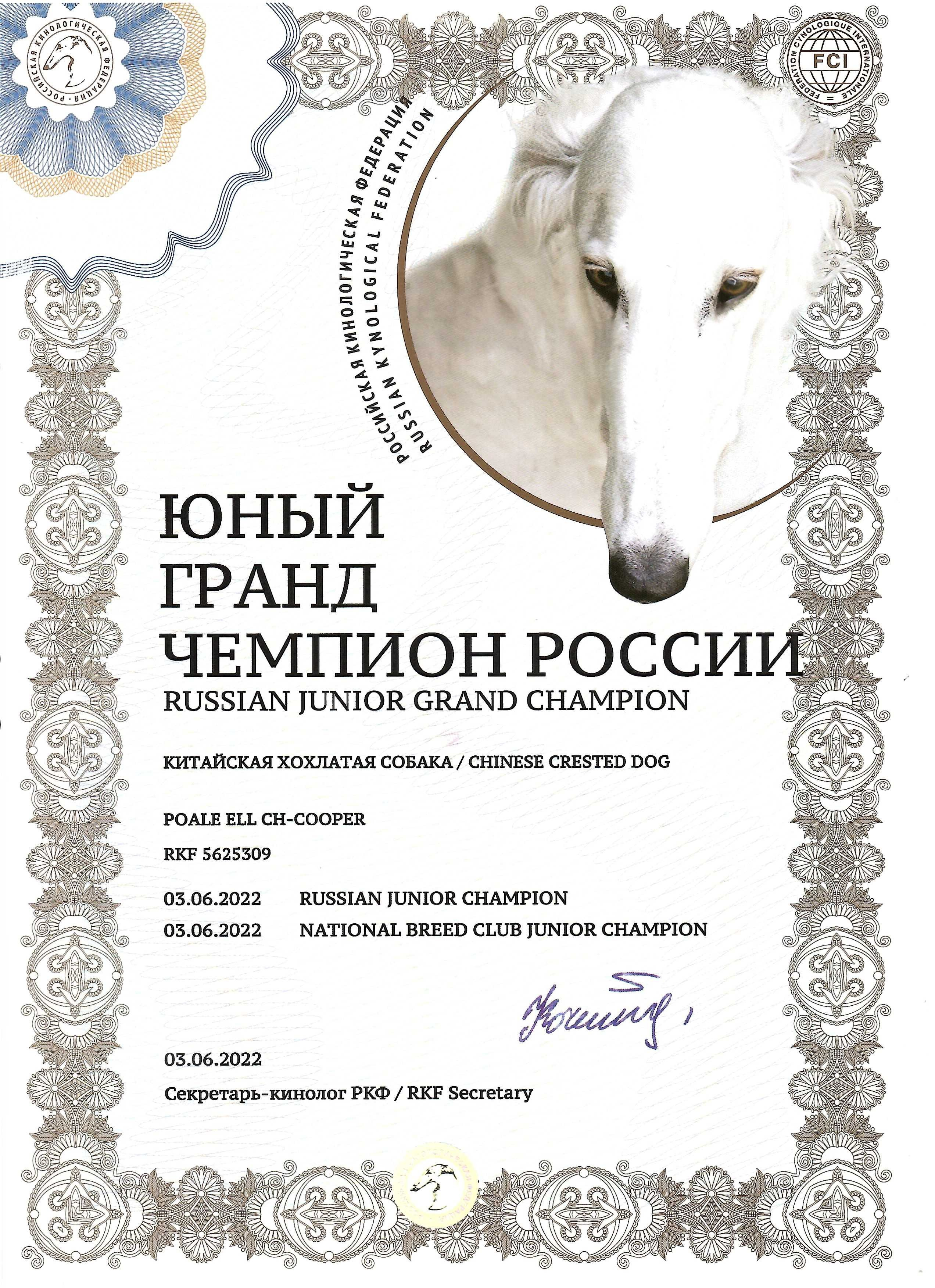 Poale Ell Cooper. Chinese Crested Dog Kennel Poale Ell