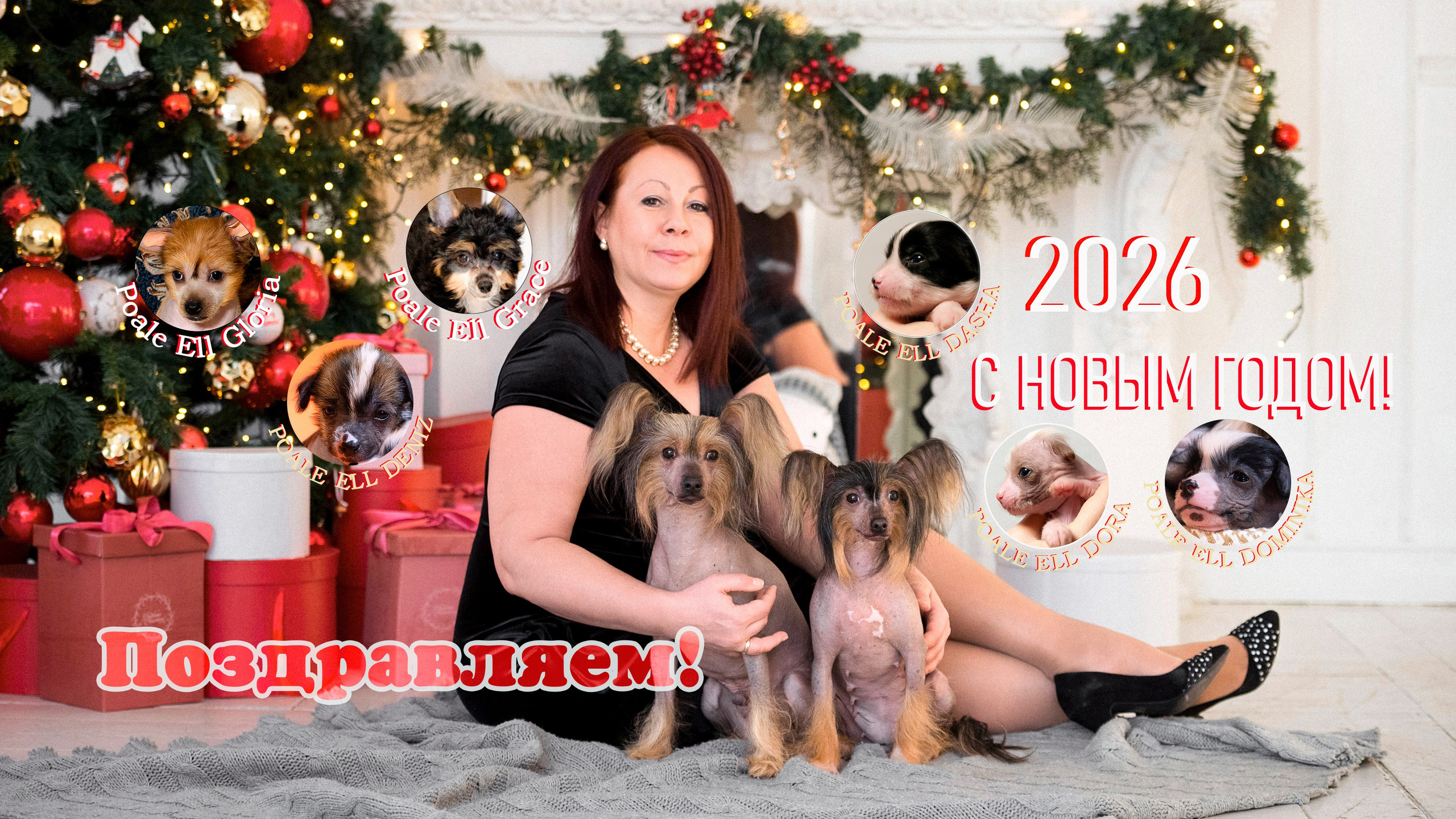 Питомник китайских хохлатых собак Poale Ell: купить щенка в питомнике