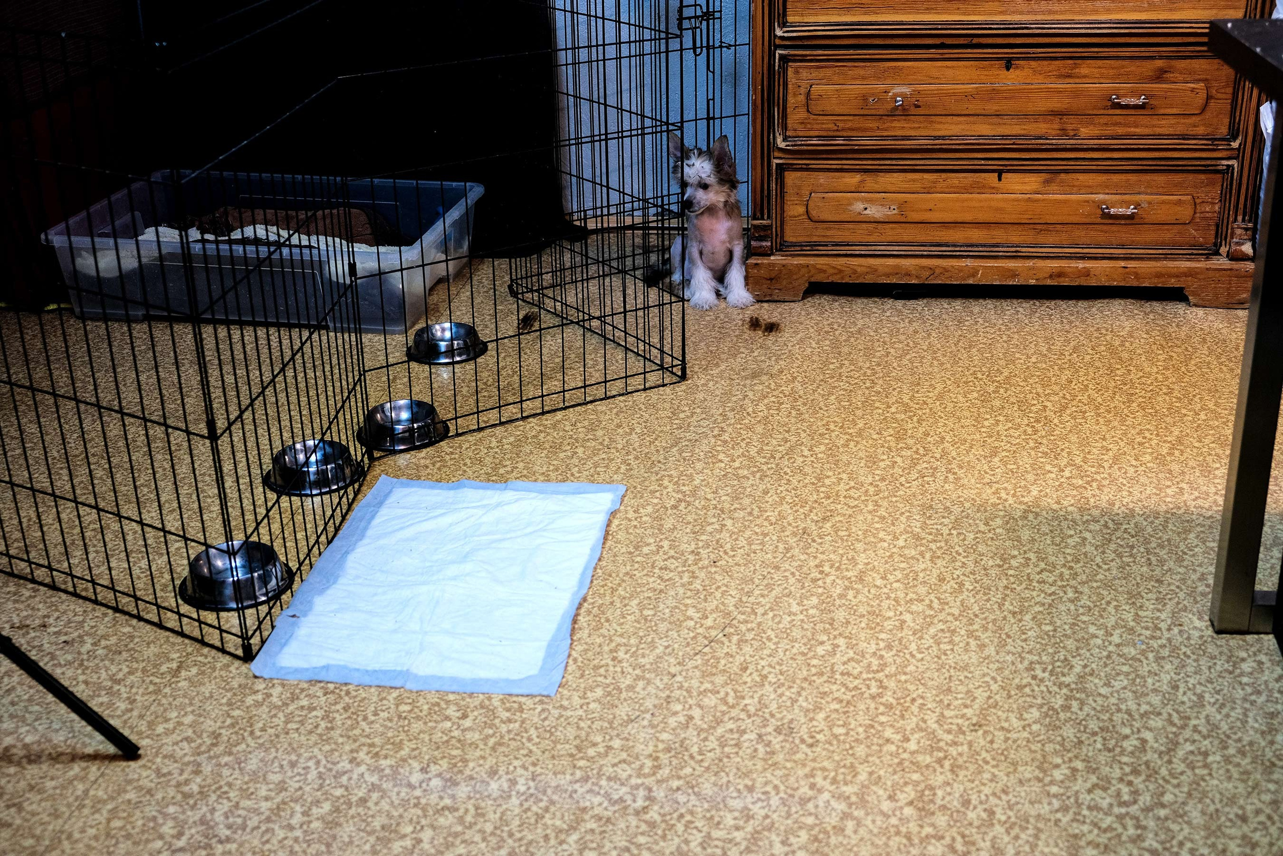 Честер, примерный щенок. Питомник китайских хохлатых собак Poale Ell: купить щенка в питомнике