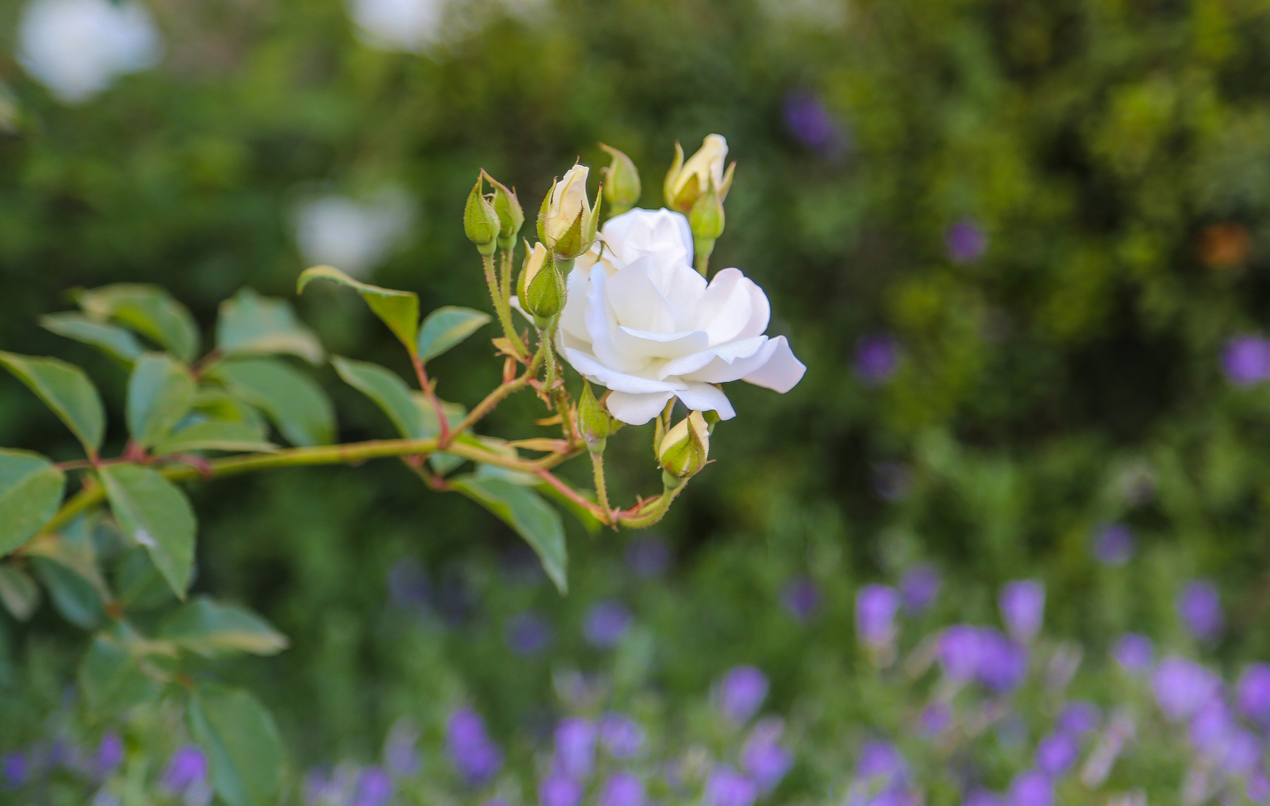 Израиль: «Под небом голубым есть город золотой…». Дарья Письменюк / Darya Leitstern — фотограф, музыкант, журналист, путешественник