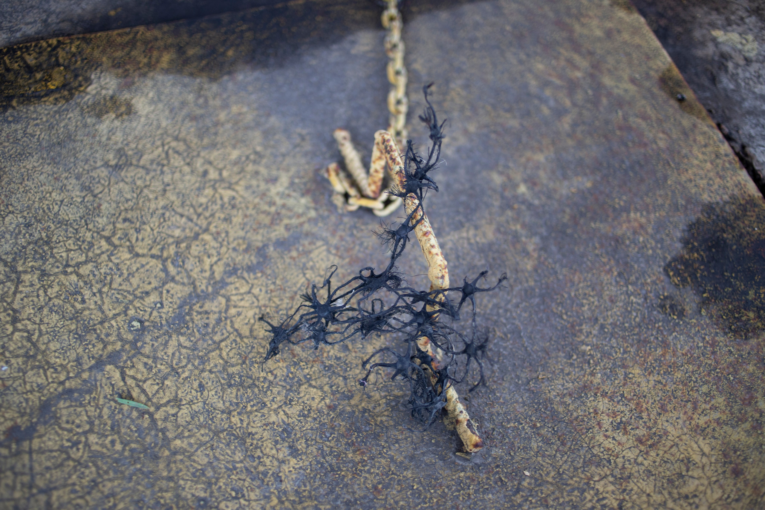 Сумерки речи. Михаил Курганов