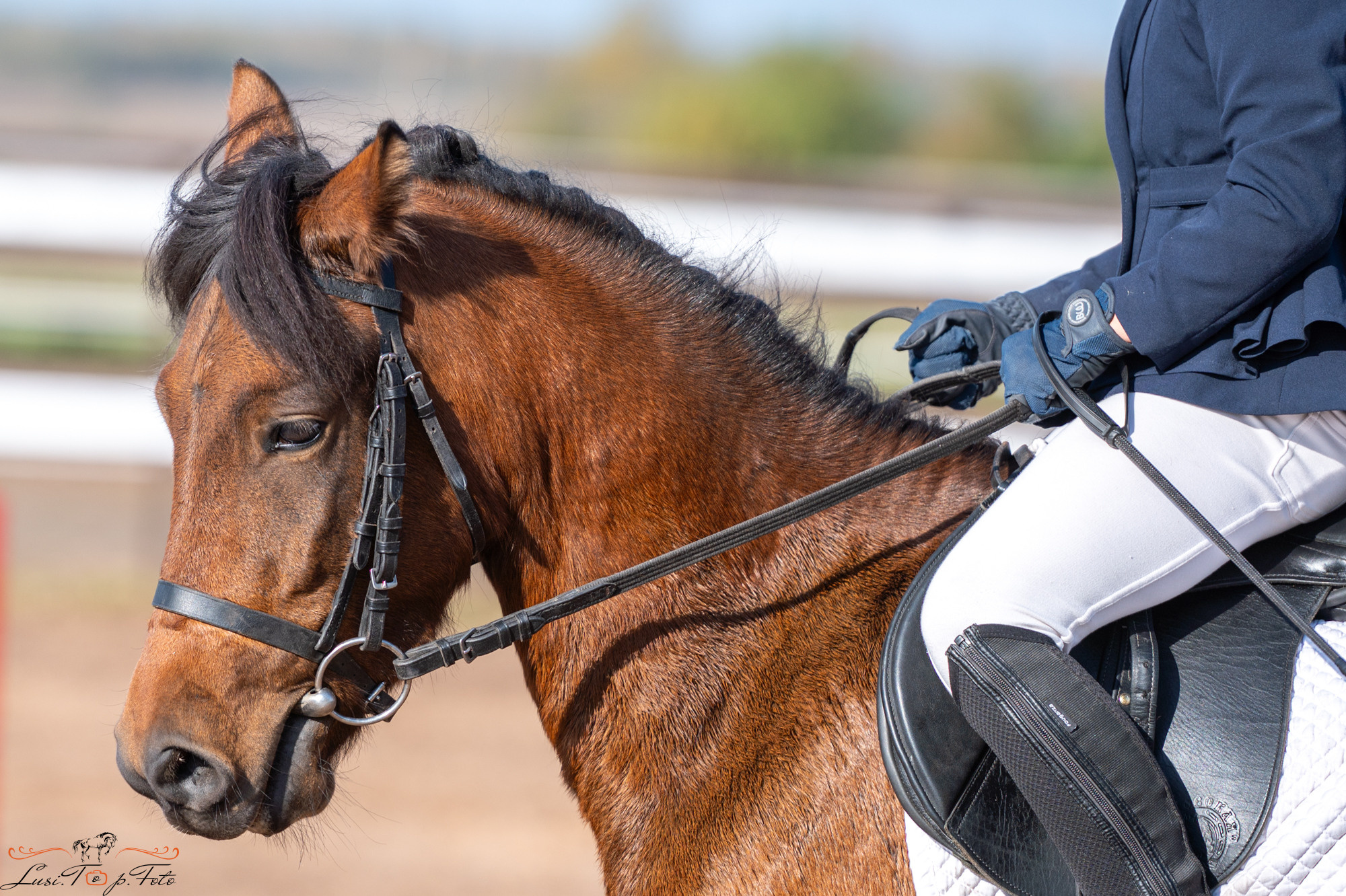 Осенний конкур в КК Резвая. Конный и фотограф с животными в Твери Топталова Люся