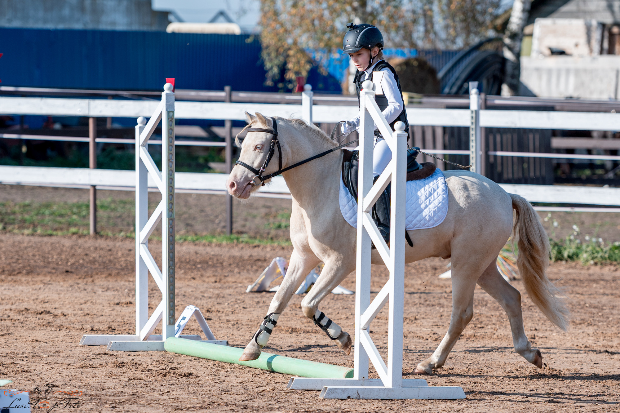 Осенний конкур в КК Резвая. Конный и фотограф с животными в Твери Топталова Люся