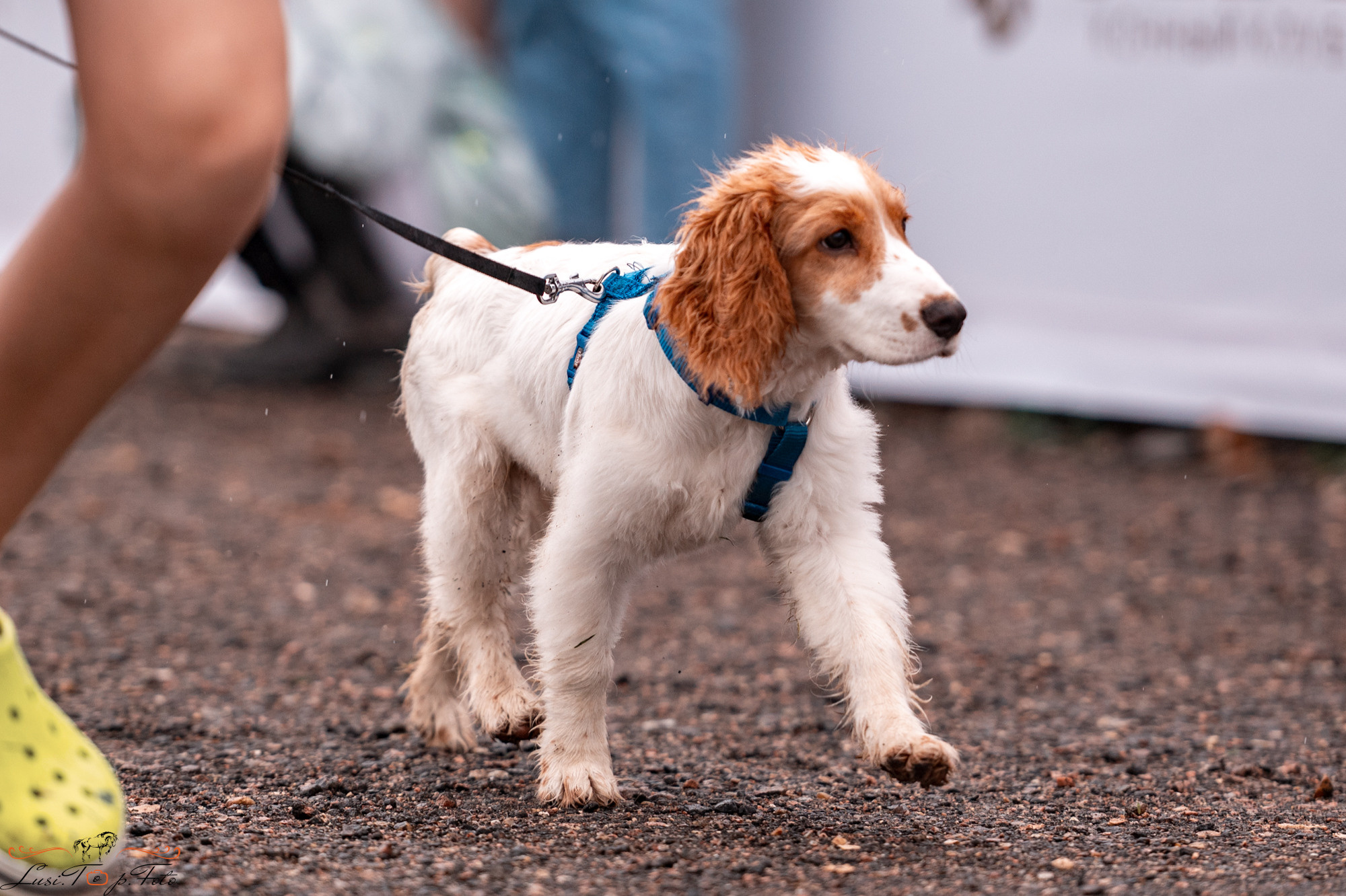 Конкур Equipark. Конный и фотограф с животными в Твери Топталова Люся