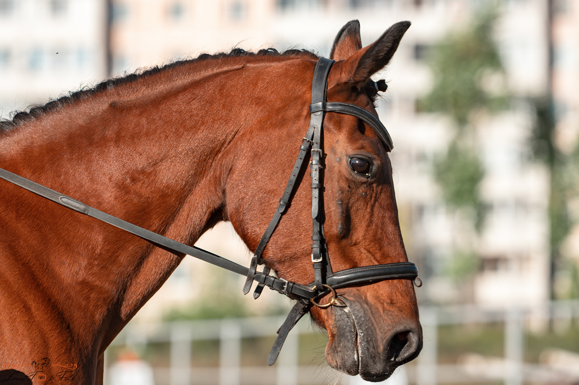 Чемпионат и Первенство Тверской области по выездке. Конный и фотограф с животными в Твери Топталова Люся