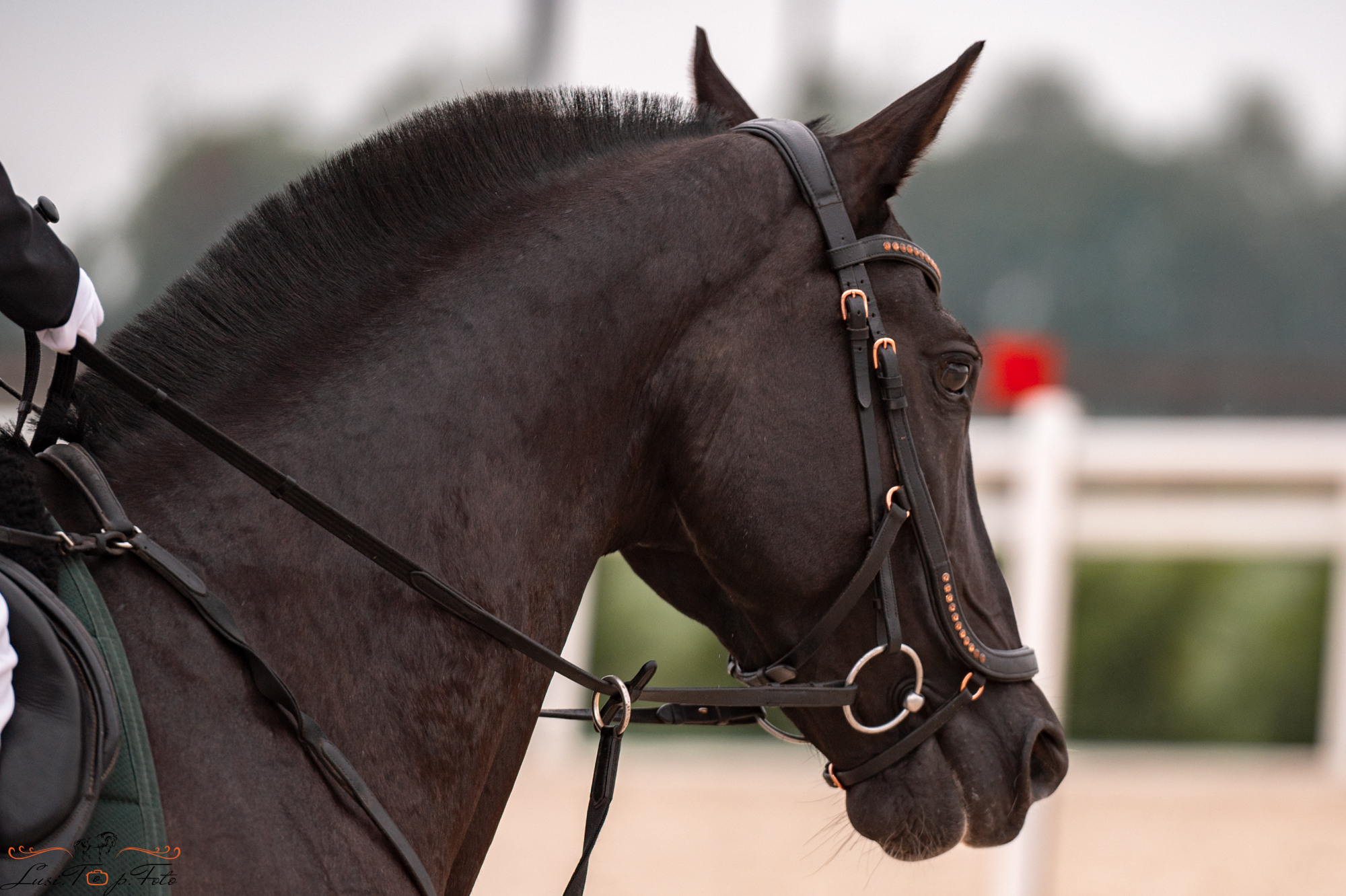 Конкур Equipark. Конный и фотограф с животными в Твери Топталова Люся