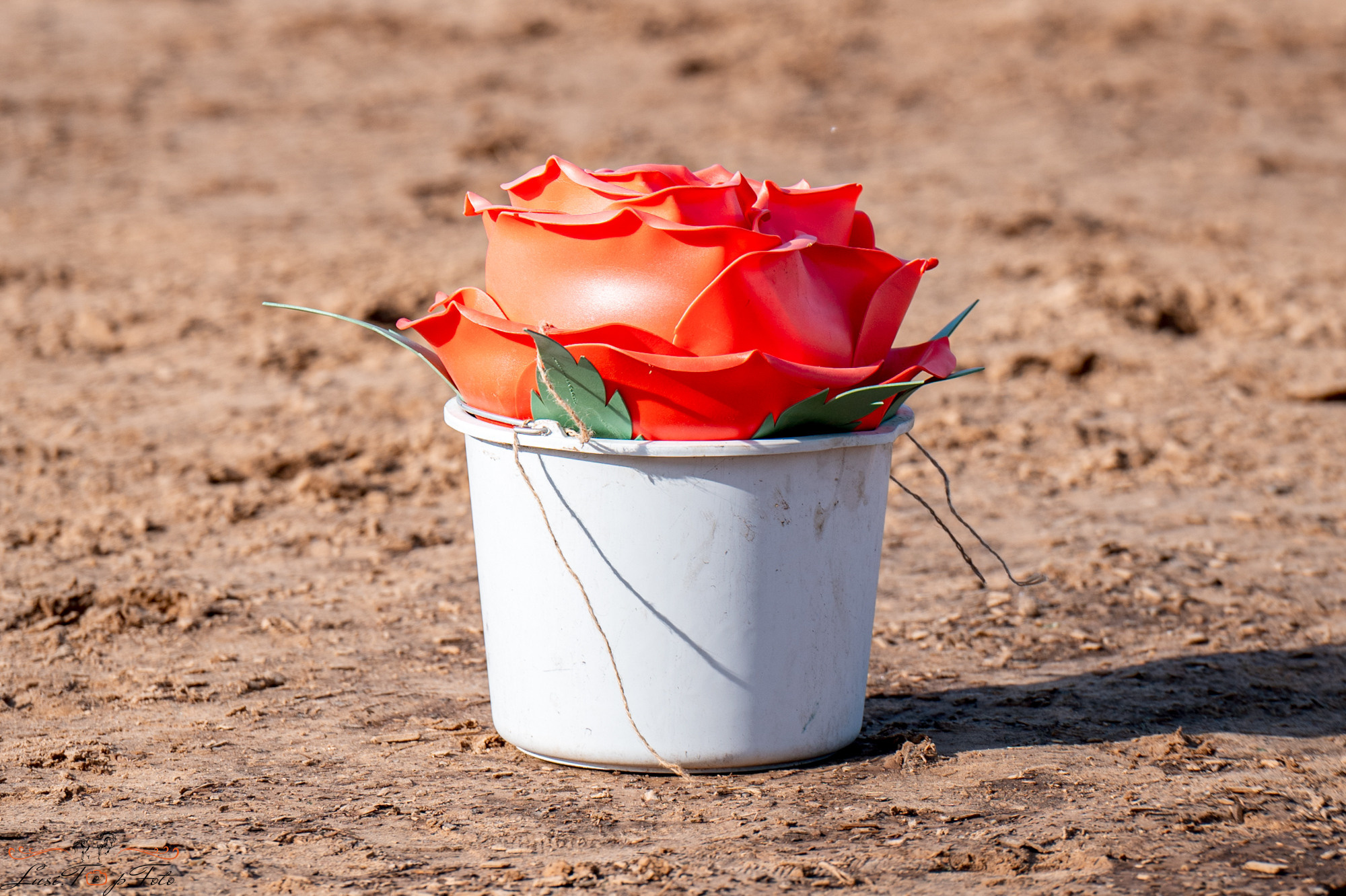 Осенний конкур в КК Резвая. Конный и фотограф с животными в Твери Топталова Люся