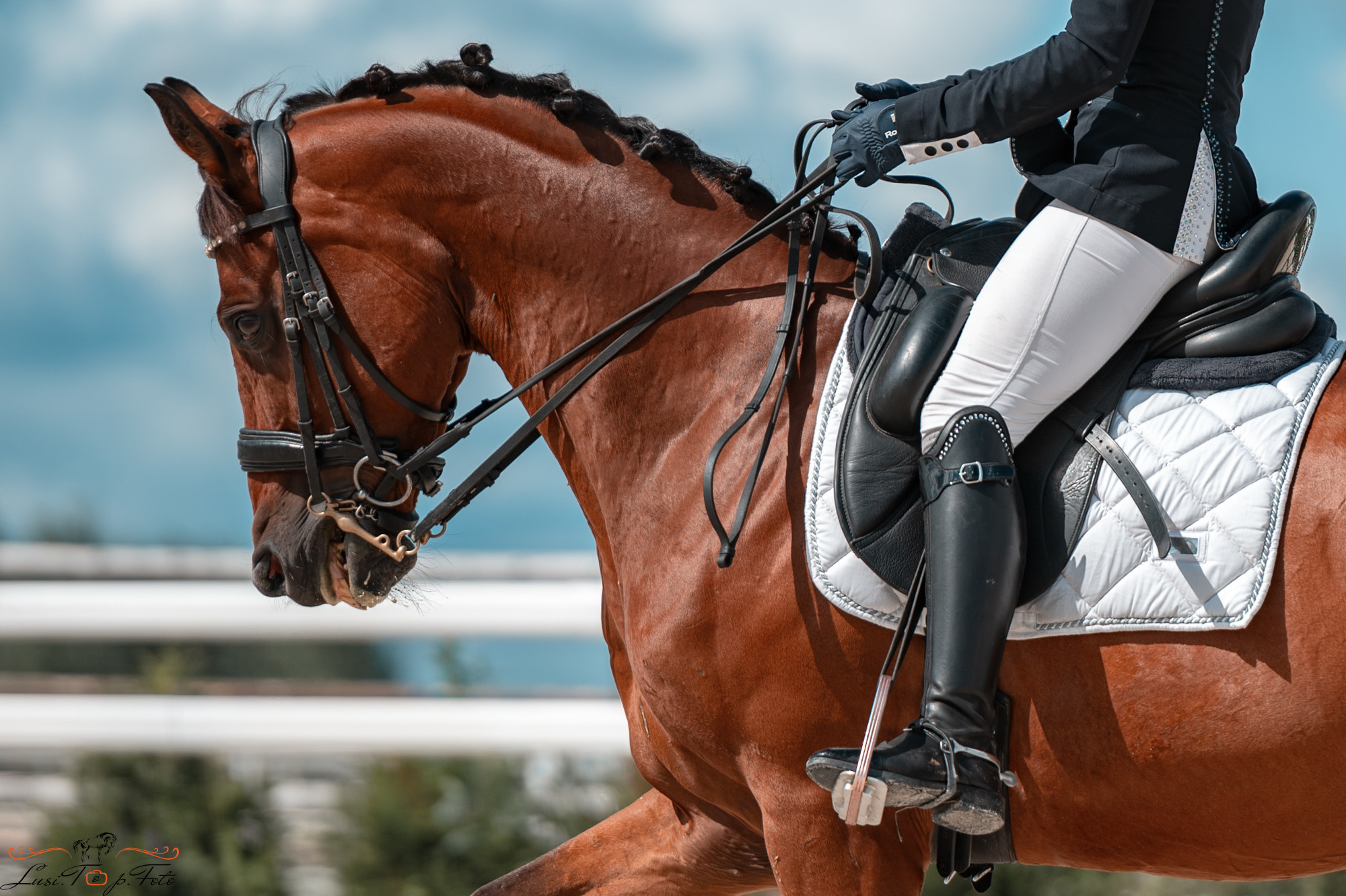 КК Equipark. Соревнования по выездке. Конный и фотограф с животными в Твери Топталова Люся