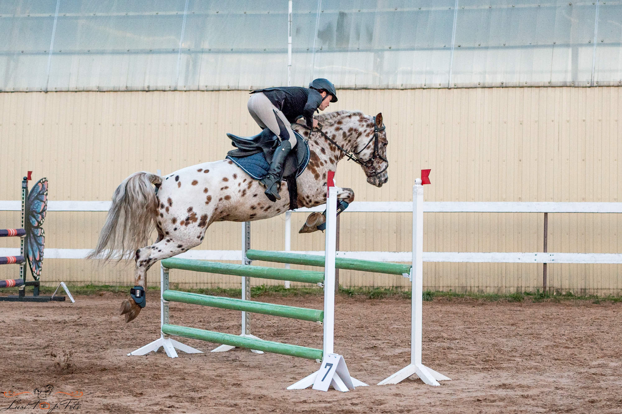 Осенний конкур в КК Резвая. Конный и фотограф с животными в Твери Топталова Люся
