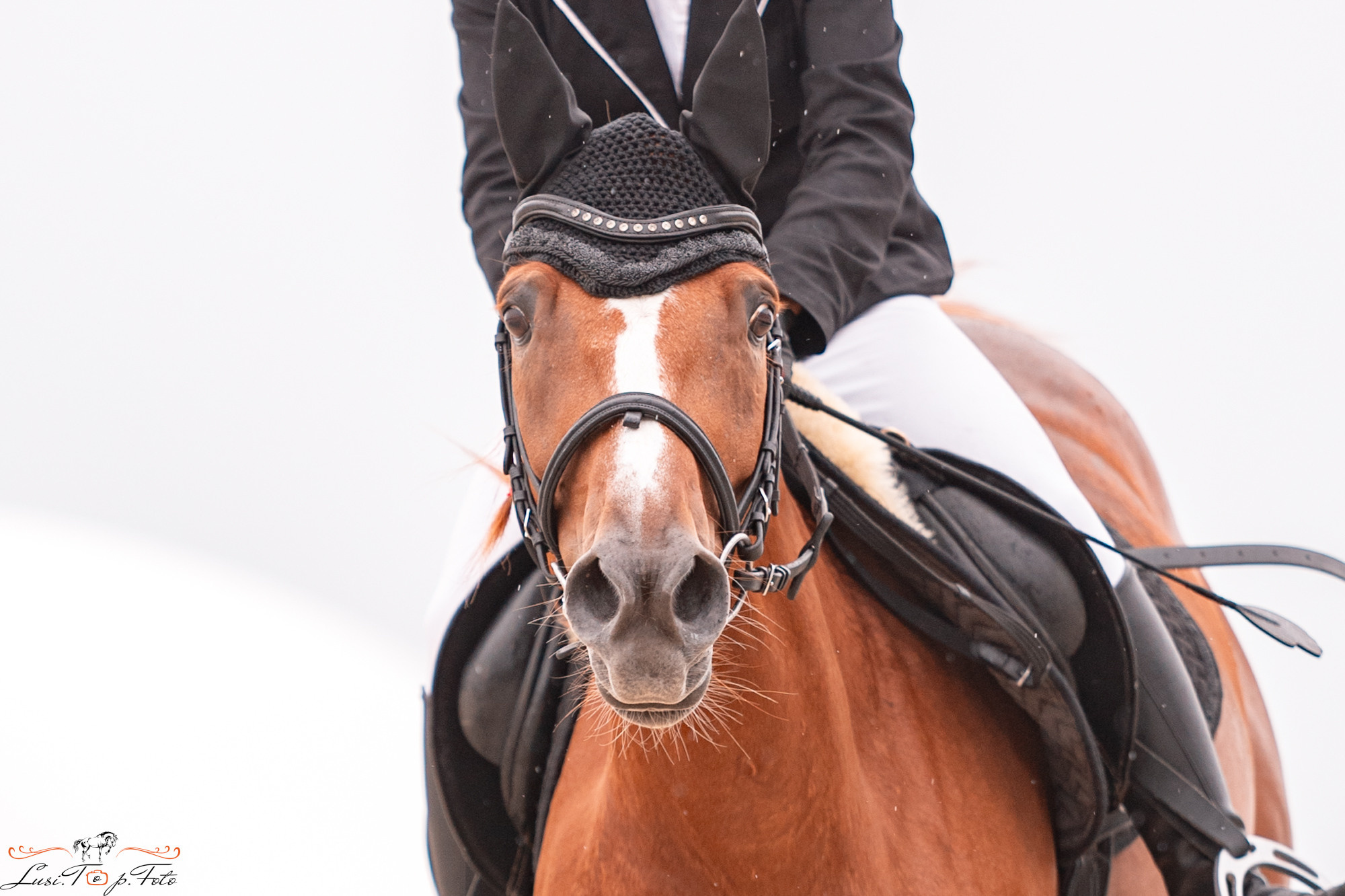 Конкур Equipark. Конный и фотограф с животными в Твери Топталова Люся