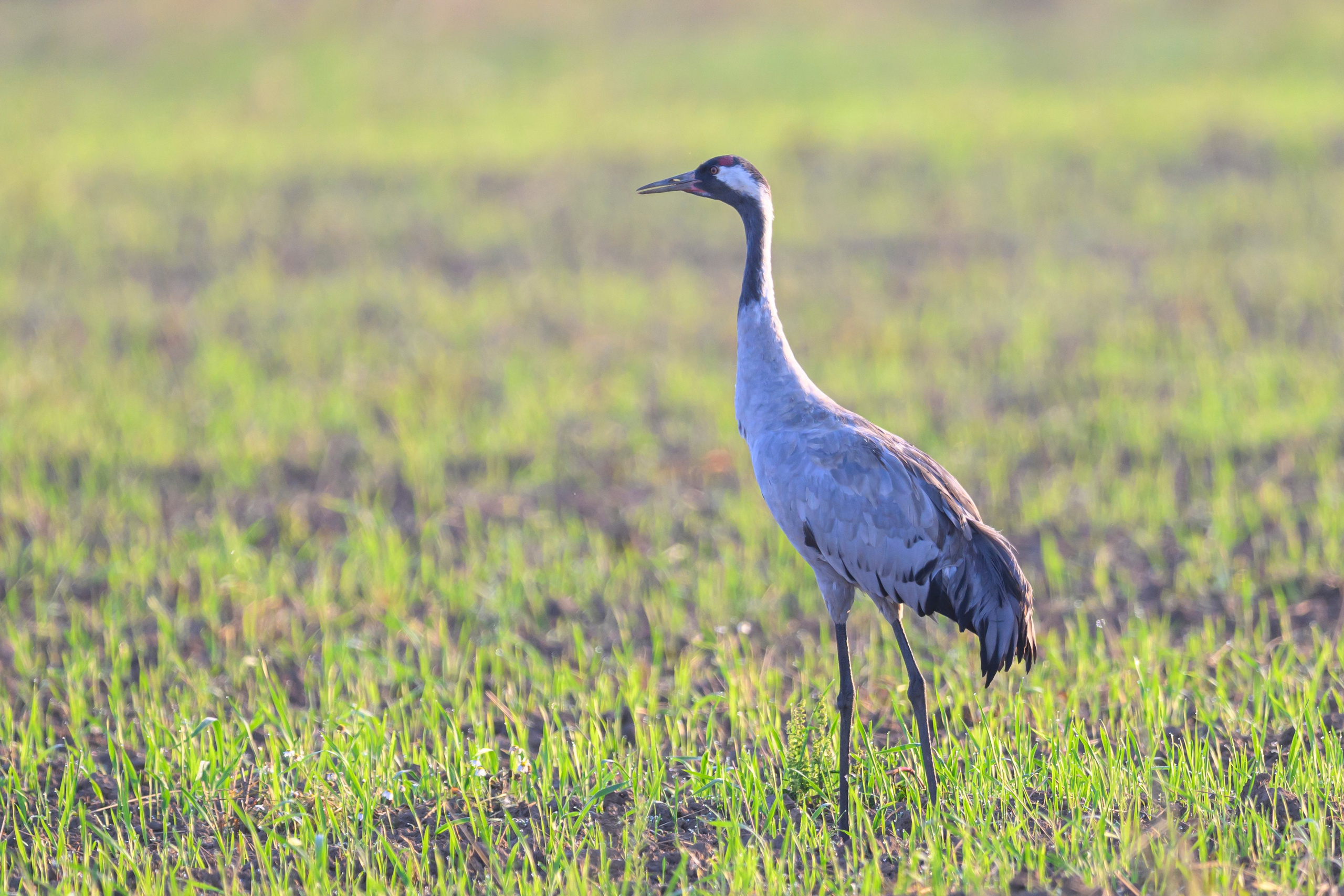 Стычка луня и осоеда, журавли. Wildlife photography by Sergey Puponin