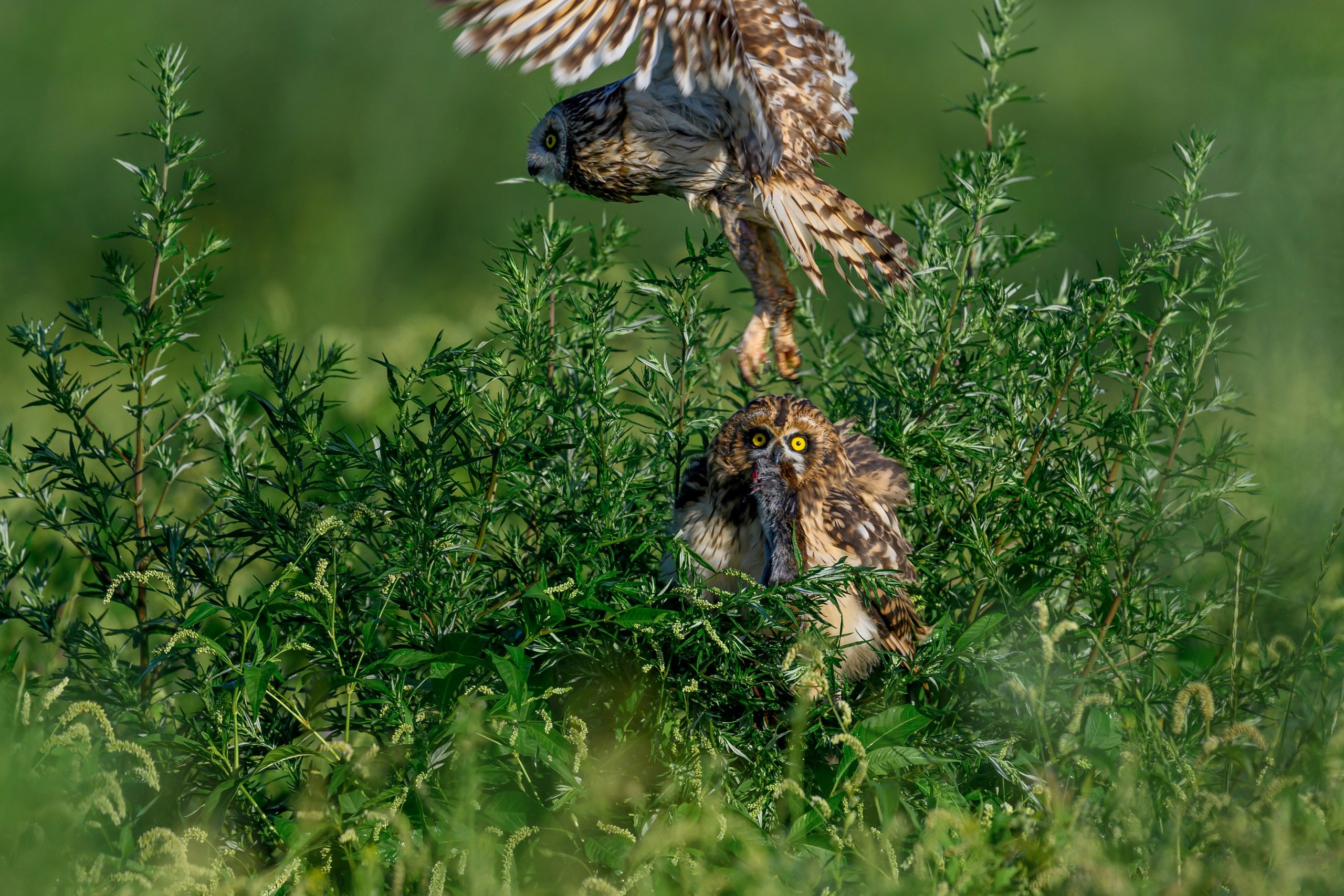 Битва сов и кормление совят. The Owl Battle and Feeding the Nestlings. Фотограф Сергей Пупонин