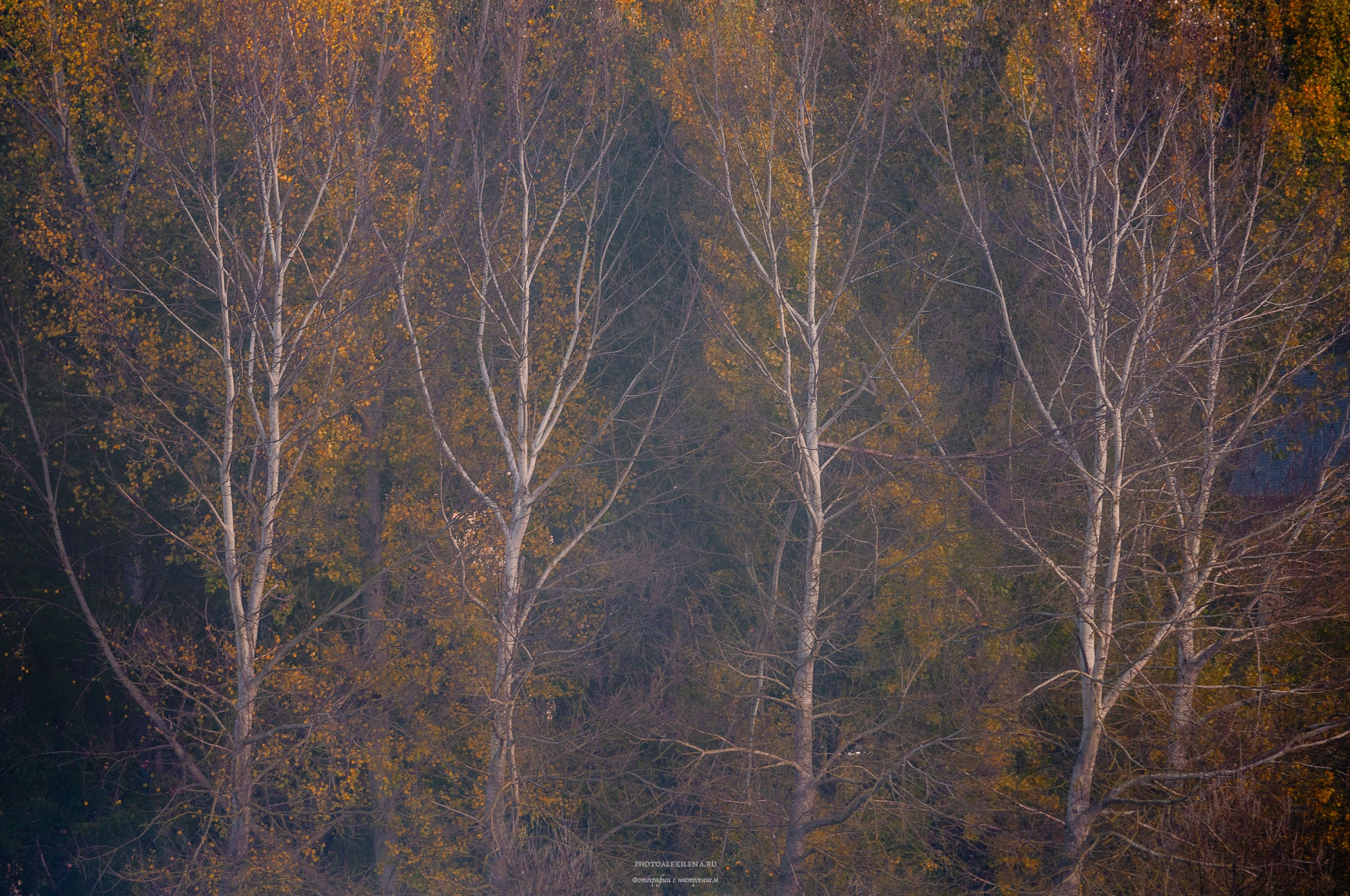 Что такое осень?. Авторские стильные фотокартины