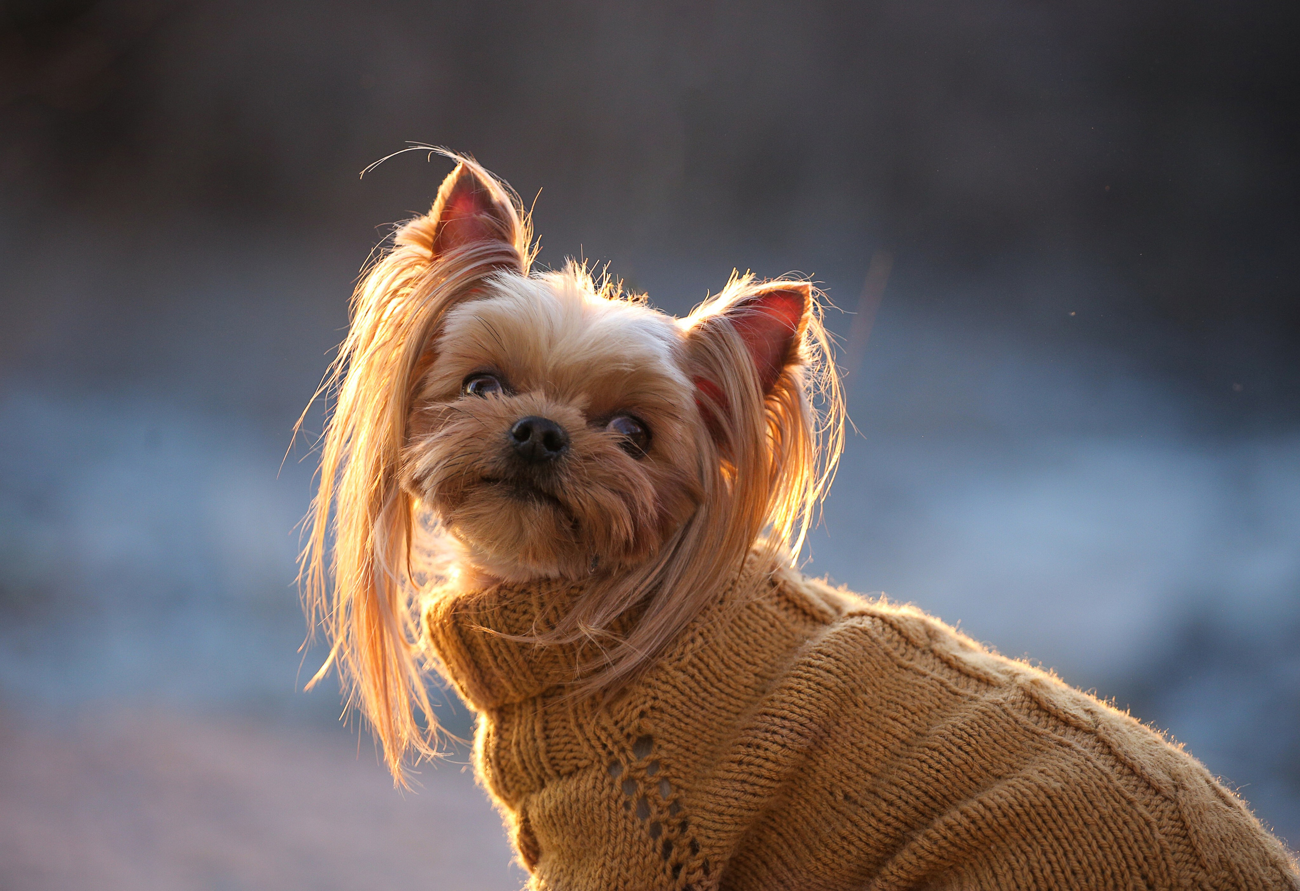 Онлайн-курс по съемке собак. Фотограф Анастасия Ветковская, Москва