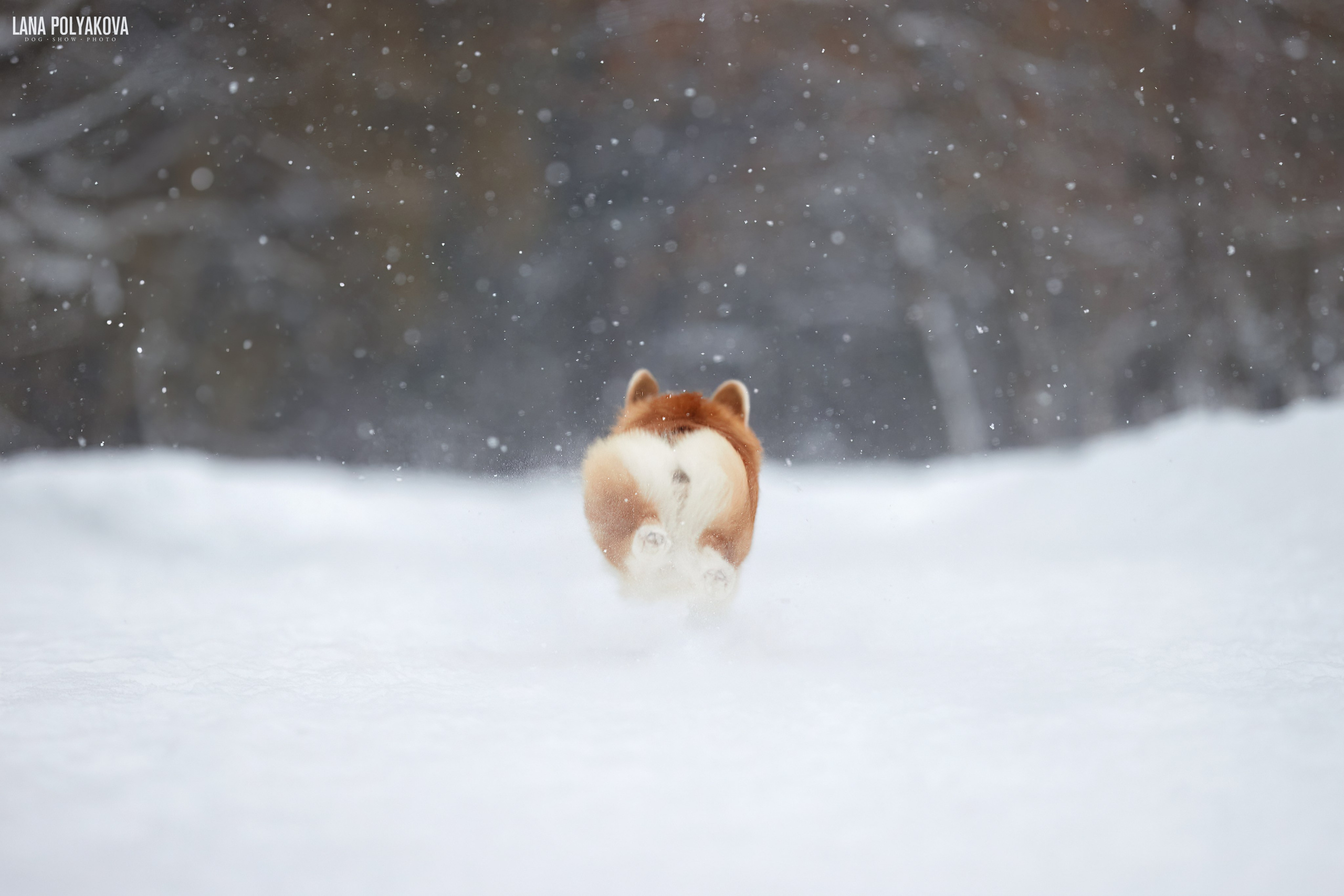 ВЫЕЗДНЫЕ ФОТОСЕССИИ СОБАК. ФОТОГРАФ-АНИМАЛИСТ l LANA POLYAKOVA